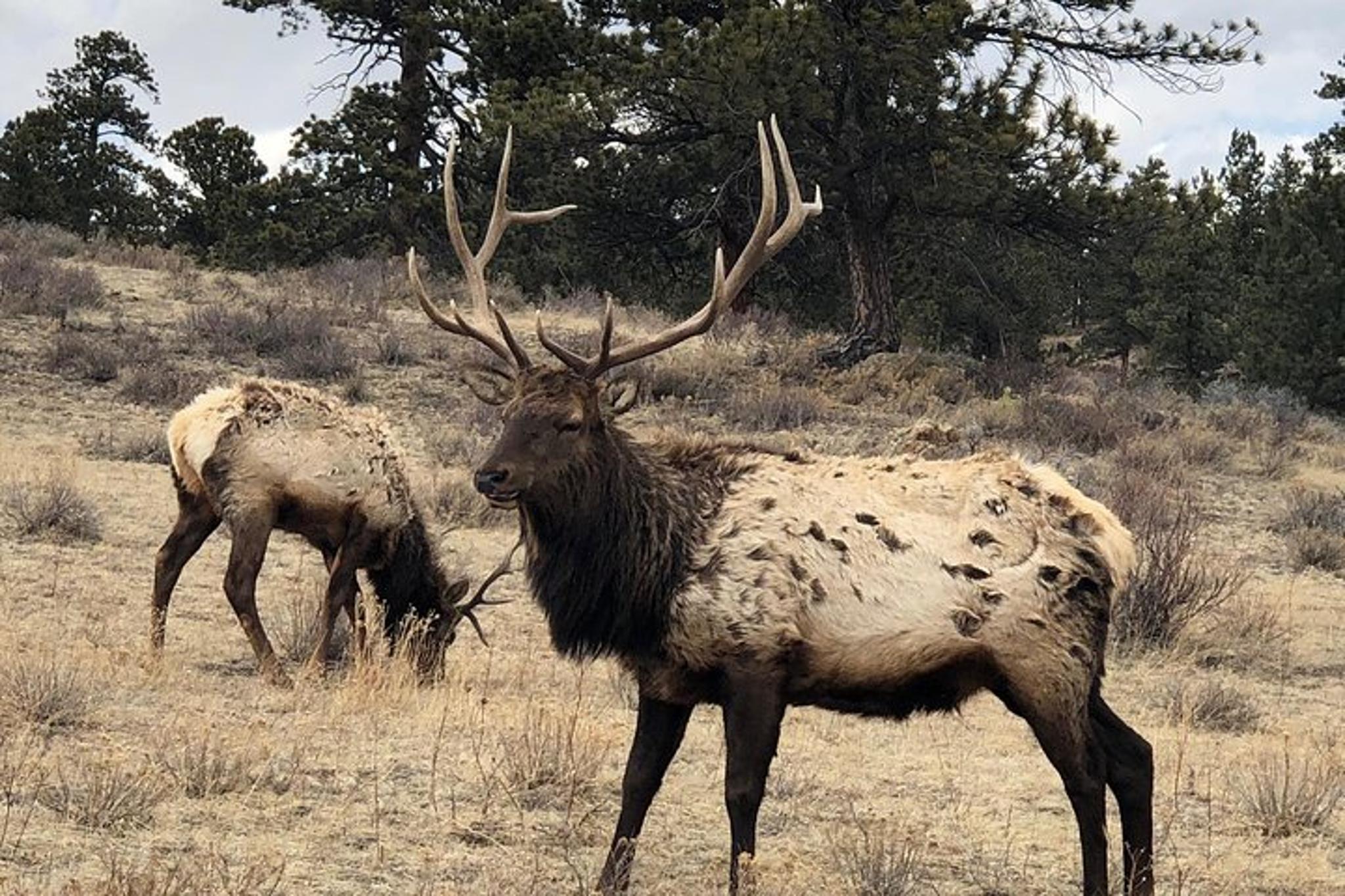 Denver Private Tour to Estes Park and Rocky Mountain National Park - Image 4
