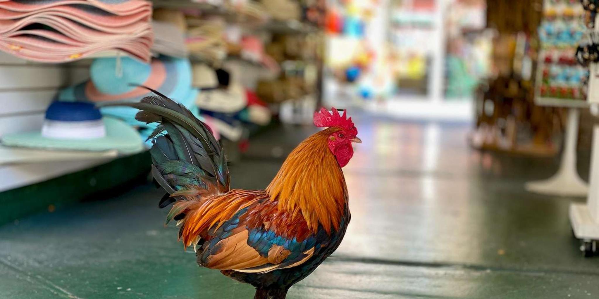 Key West Old Town Food Tour with Tastings - Image 5