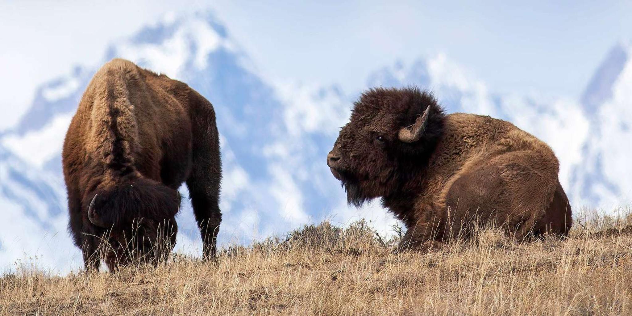 Jackson Grand Teton Sunset Sightseeing Tour - Image 2