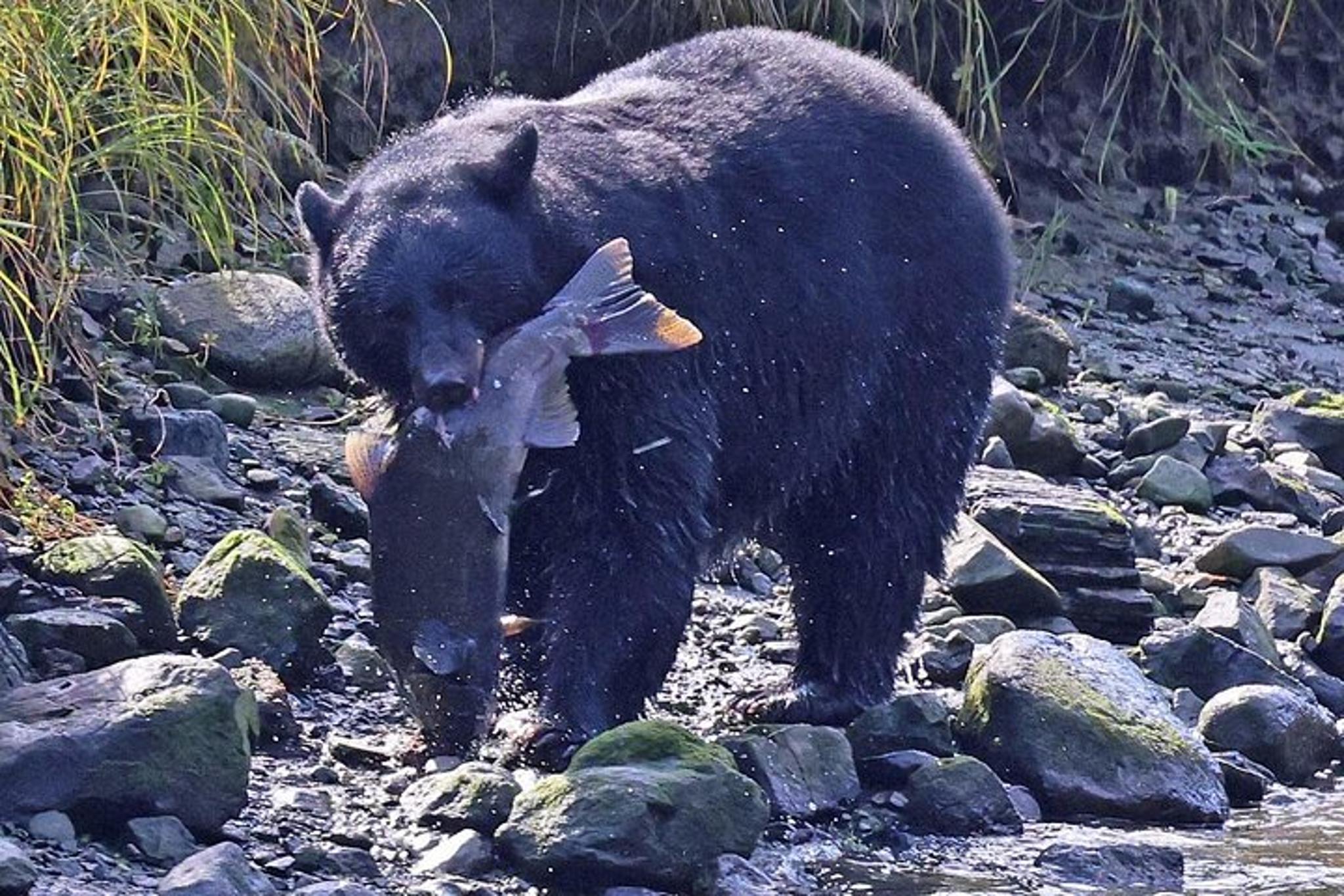 Ketchikan Private Wildlife Tour - Image 4