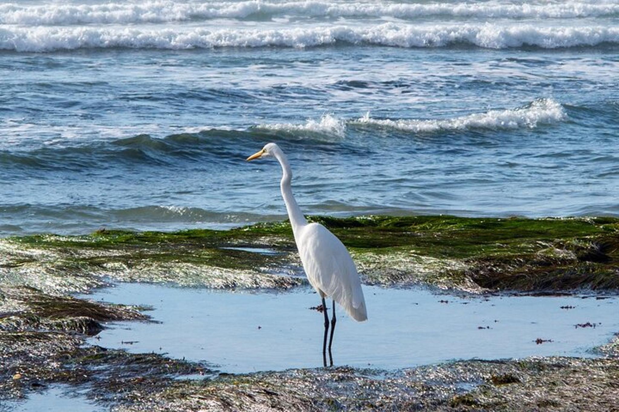 San Diego Coastal Tour with Private Driver - Image 4