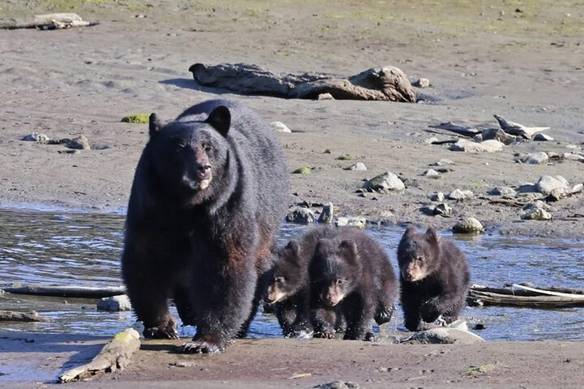 Ketchikan Native Wildlife & Scenic Tour - Image 2