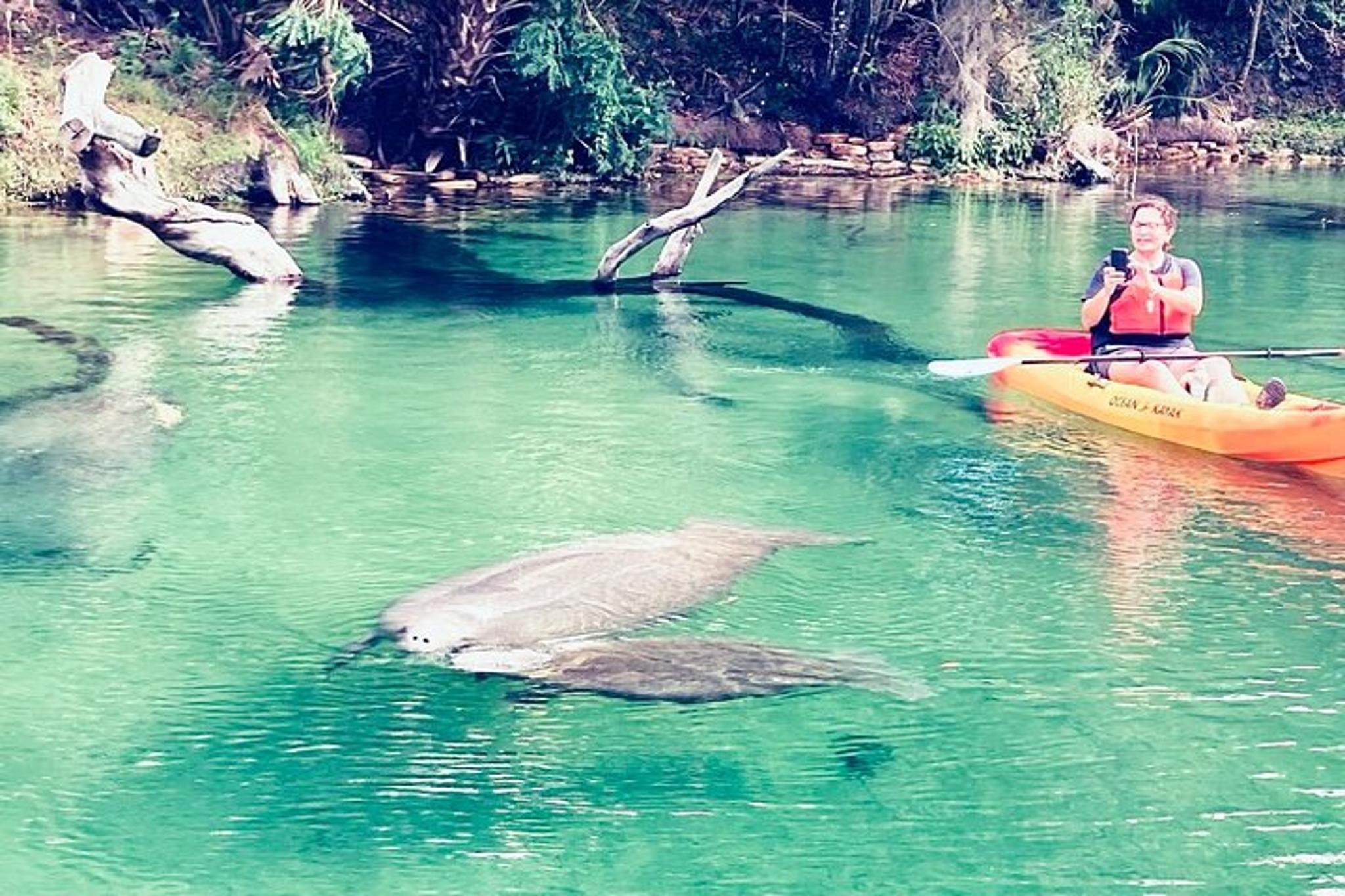 Orlando Manatee and Natural Spring Adventure - Image 2