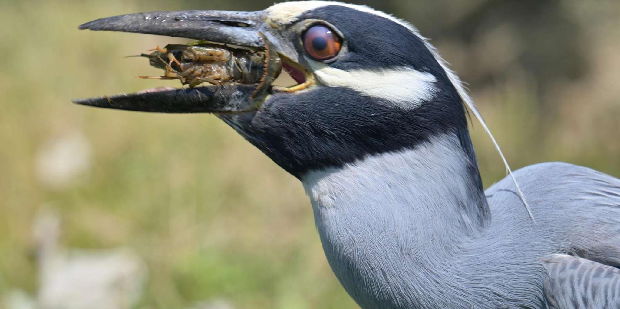 Washington DC Wildlife Photography Tour - Image 2