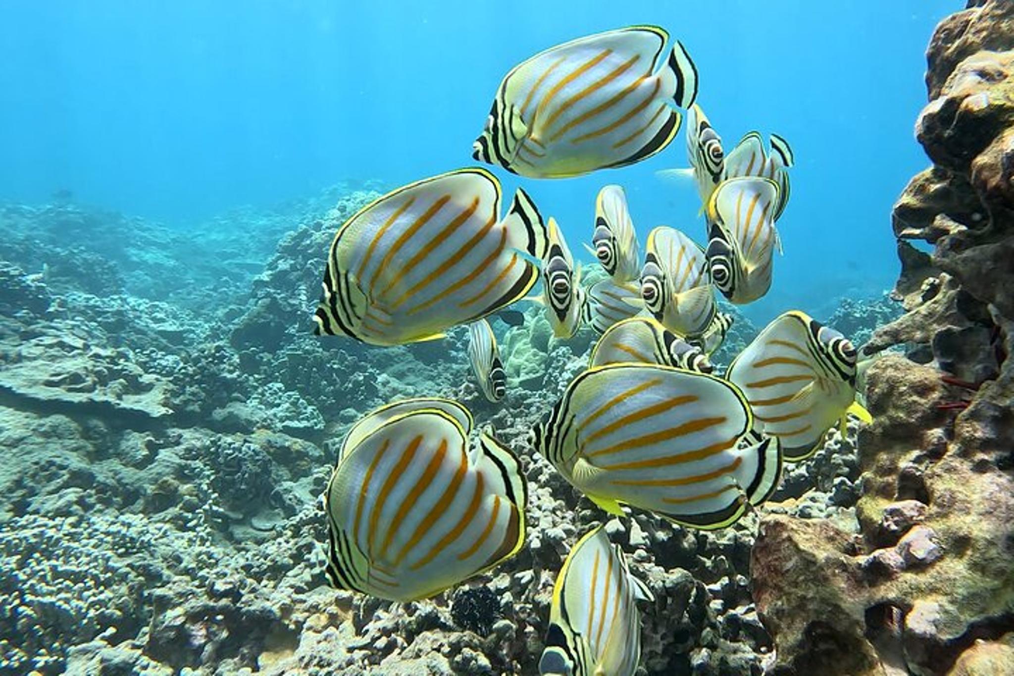 Olowalu Snorkeling Tour for Beginners - Image 3