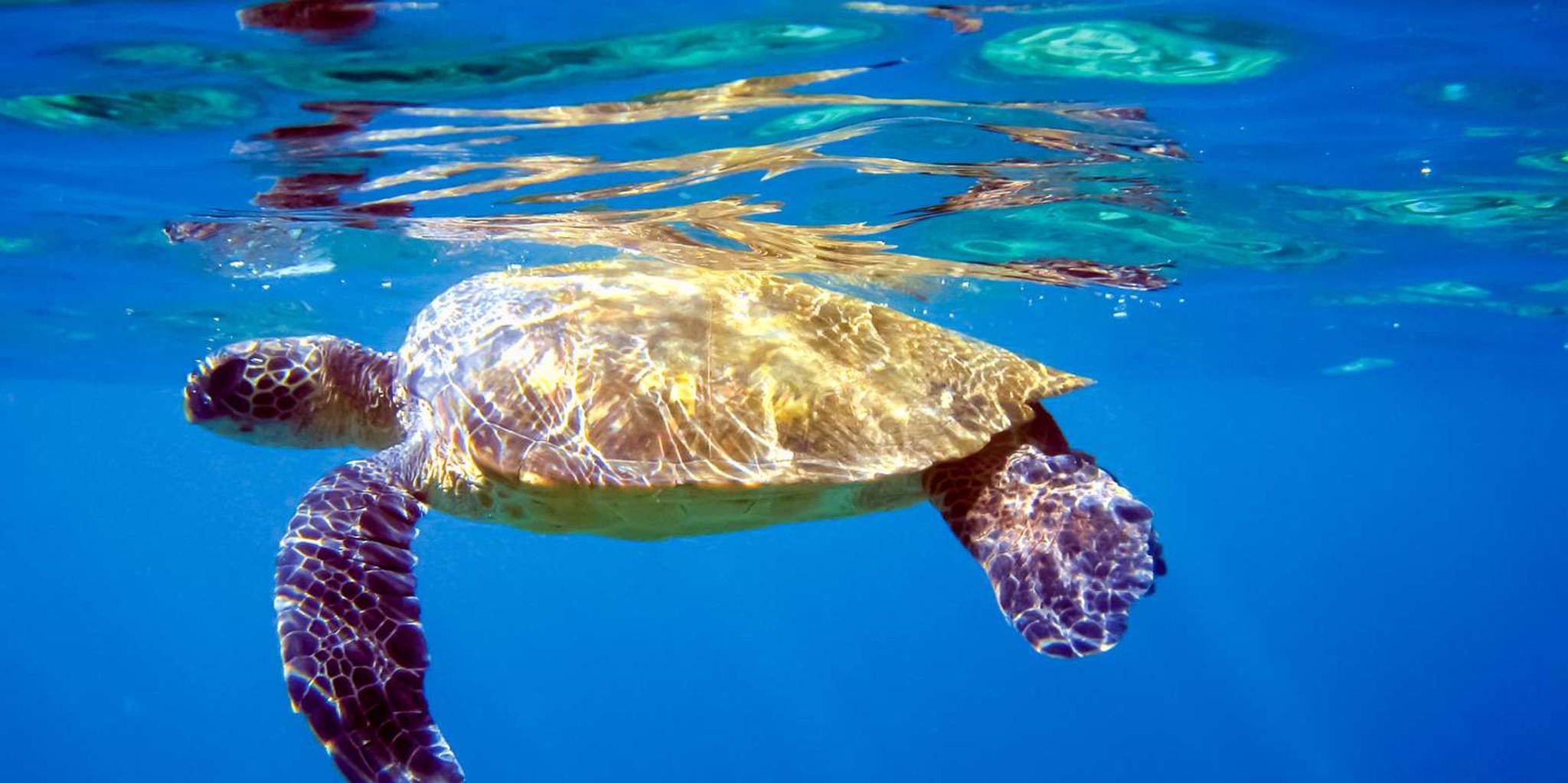 Maui Snorkeling Adventure at Molokini and Turtle Sites - Image 3