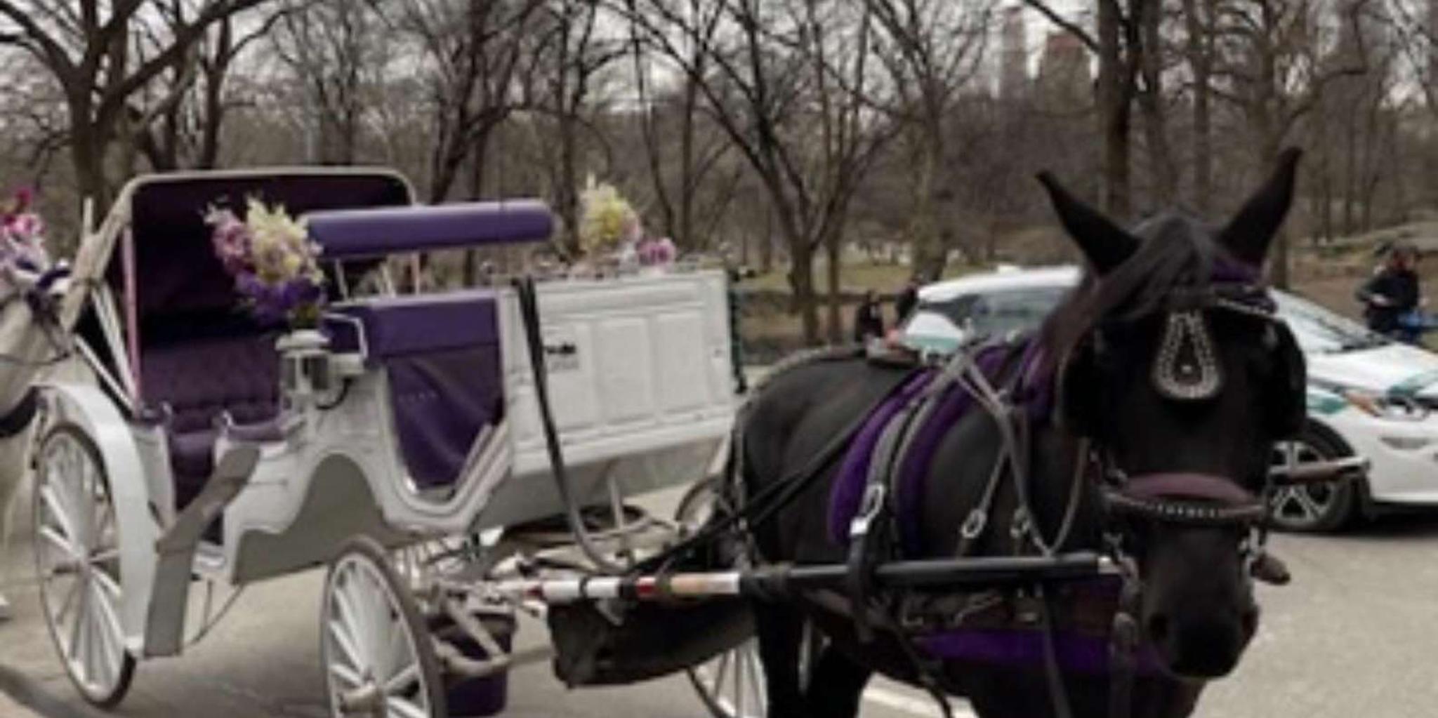 New York Central Park Horse and Carriage Ride - Image 2