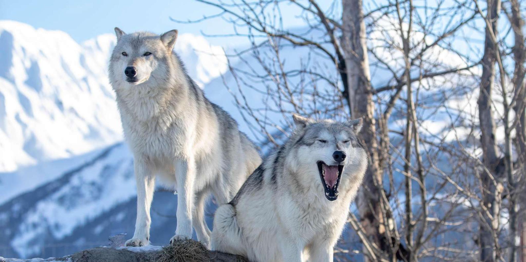 Anchorage Wildlife Conservation Center Admission - Image 3