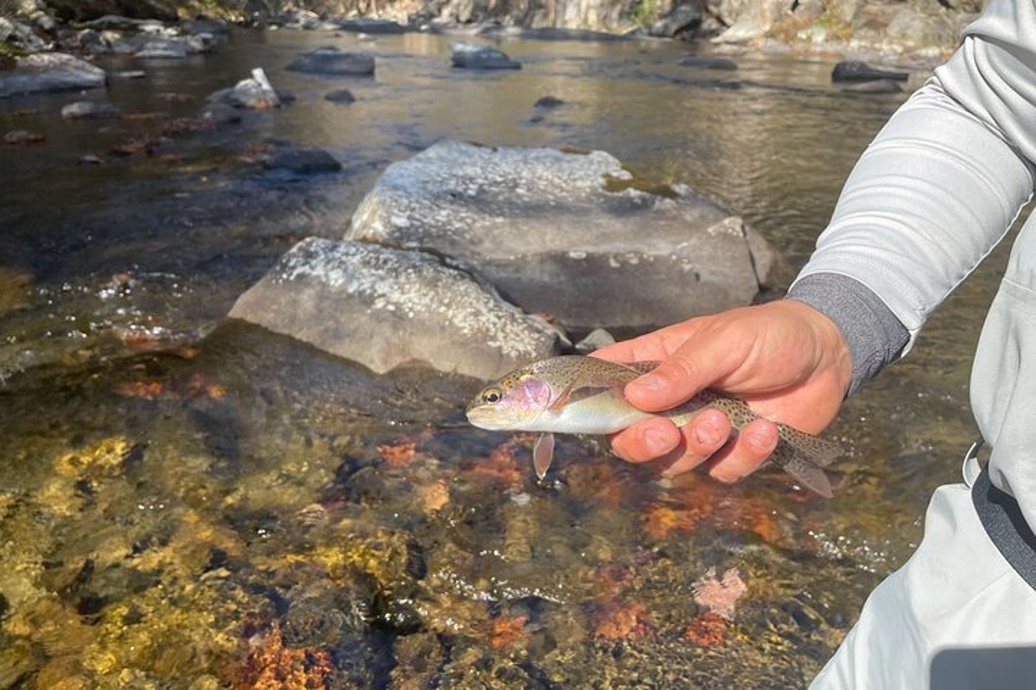Great Smoky Mountains Fly Fishing Half Day - Image 4