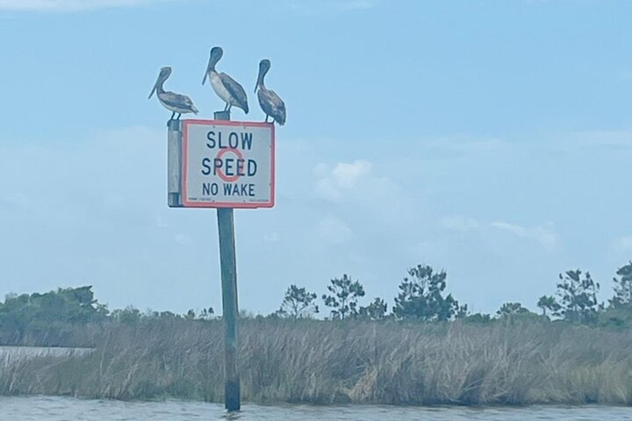 Panama City Beach Stand Up Paddle Tour - Image 4