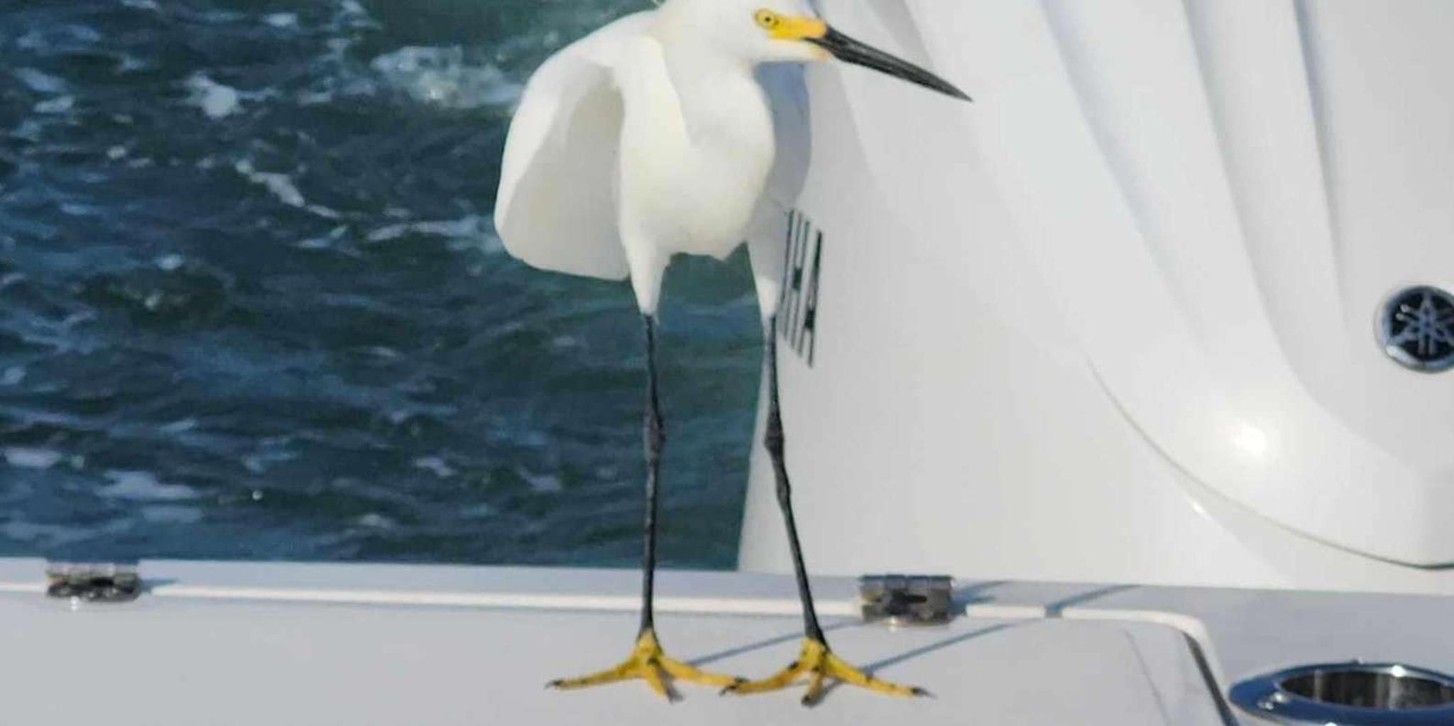 Sarasota Sunset Charter - Image 2