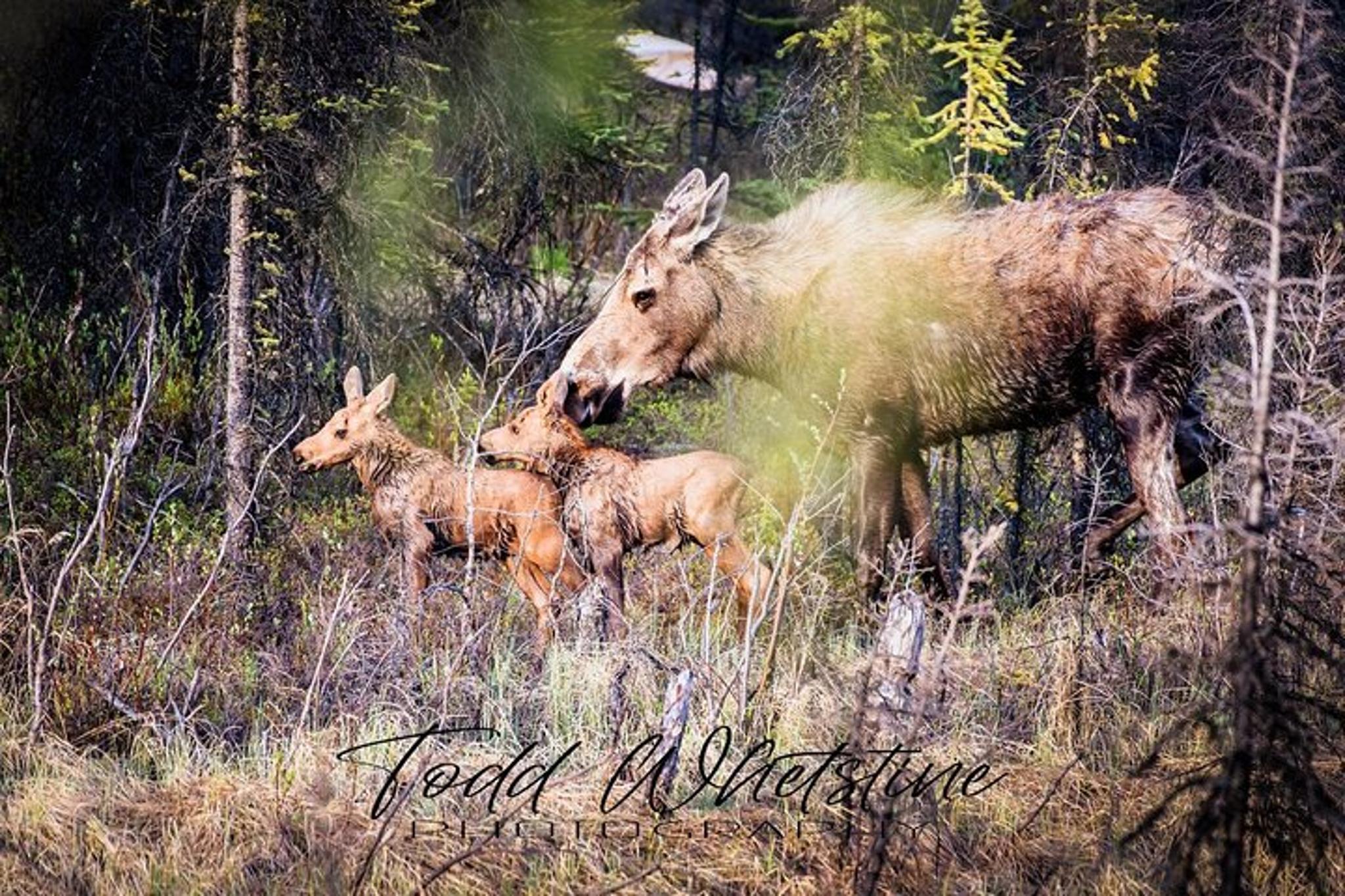 Denali Photo Workshop - Image 2