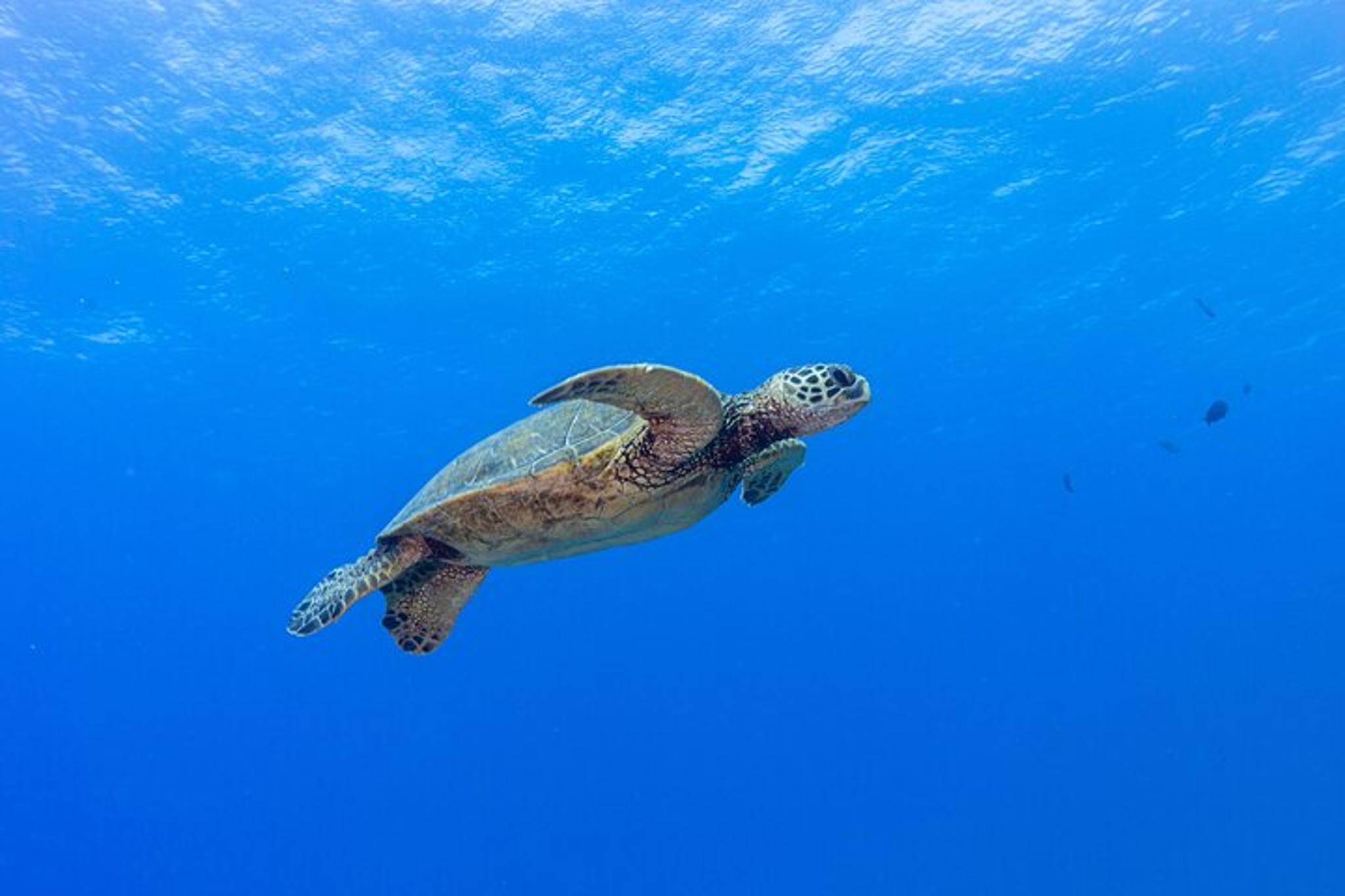 Honolulu Scuba Diving Two Shallow Reefs 3 hr - Image 5