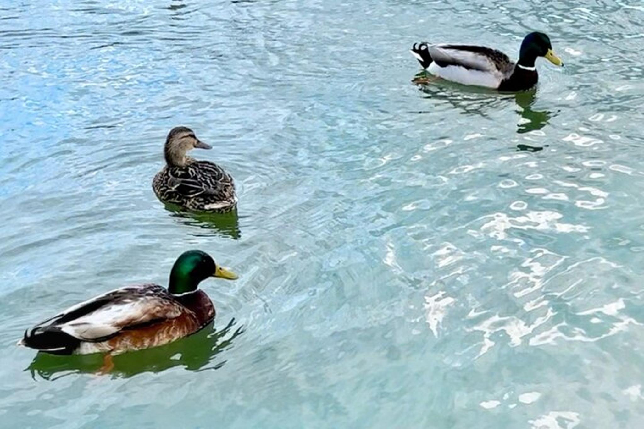 Annapolis Duck Painting Activity on the Docks - Image 3