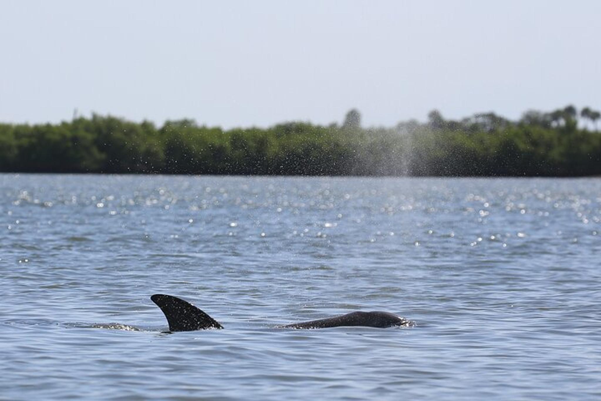 Indian River Shores Dolphin and Wildlife Kayak Tour 90 min - Image 5