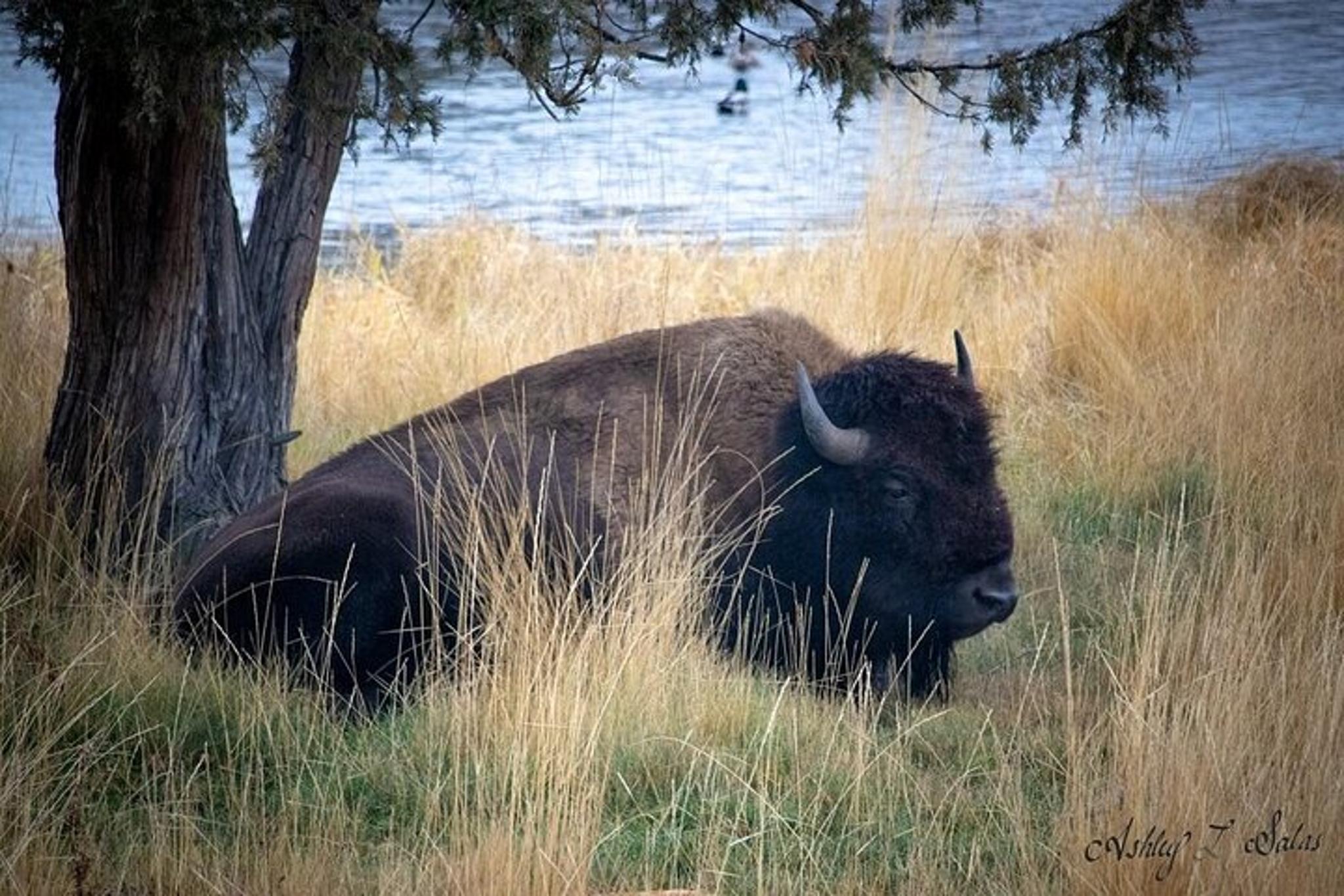 Flathead Lake Scenic Driving Tour - Image 5
