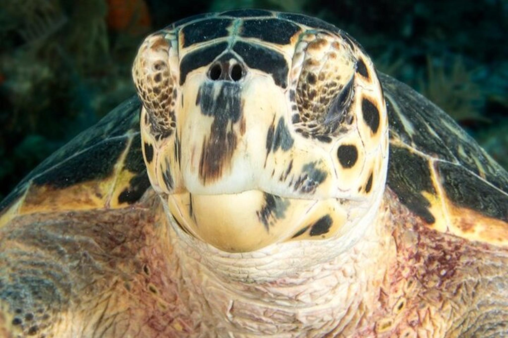 Key Largo Snorkel Tour Two Locations - Image 4