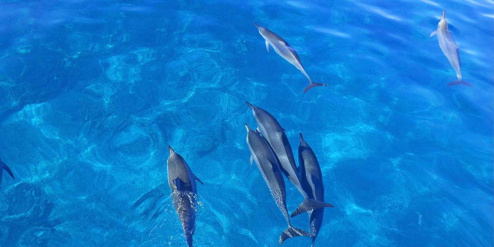 Kona Dolphin Watch and Snorkel Tour with BBQ Lunch - Image 6