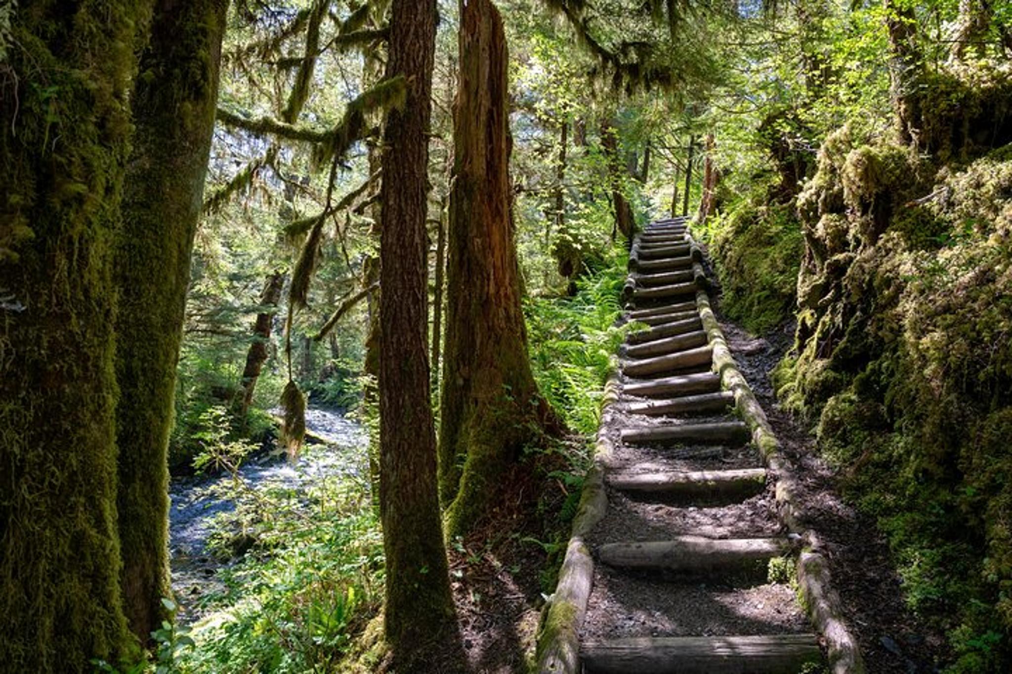 Ketchikan Old-Growth Creek Trek - Image 2