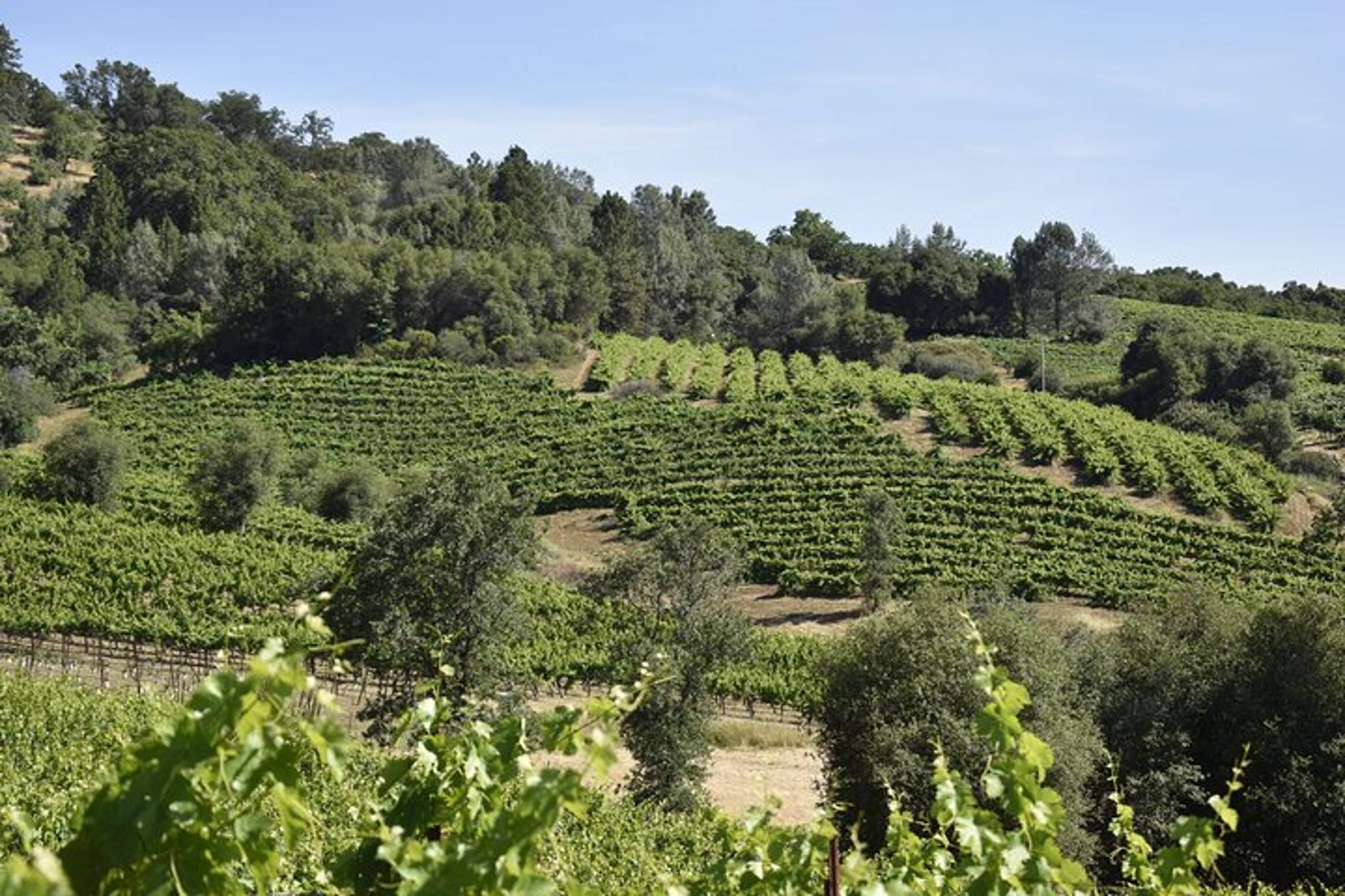 Placerville Wine Tasting Tour - Image 2