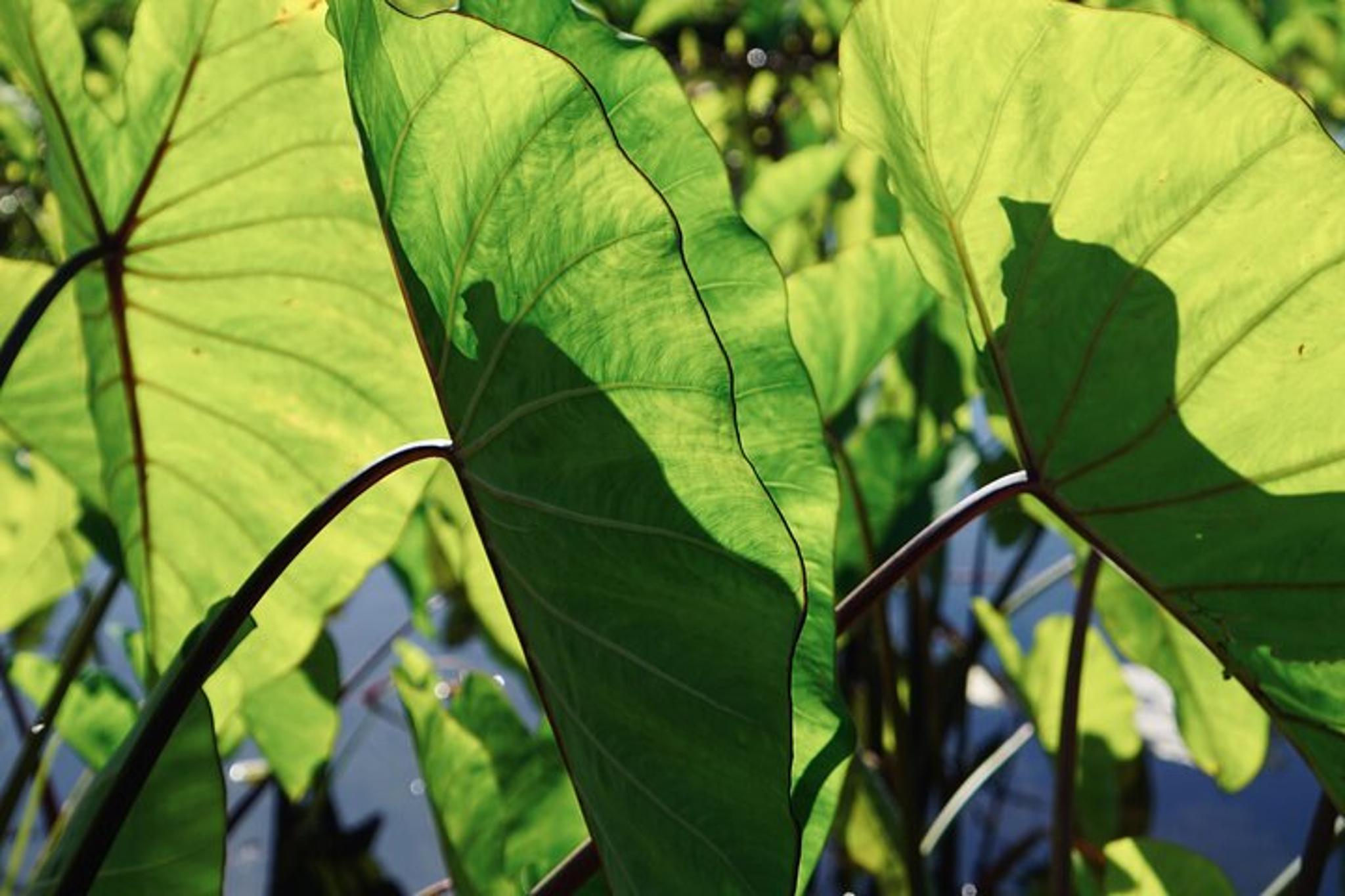 Maui Native Reforestation and Agriculture Tour - Image 2