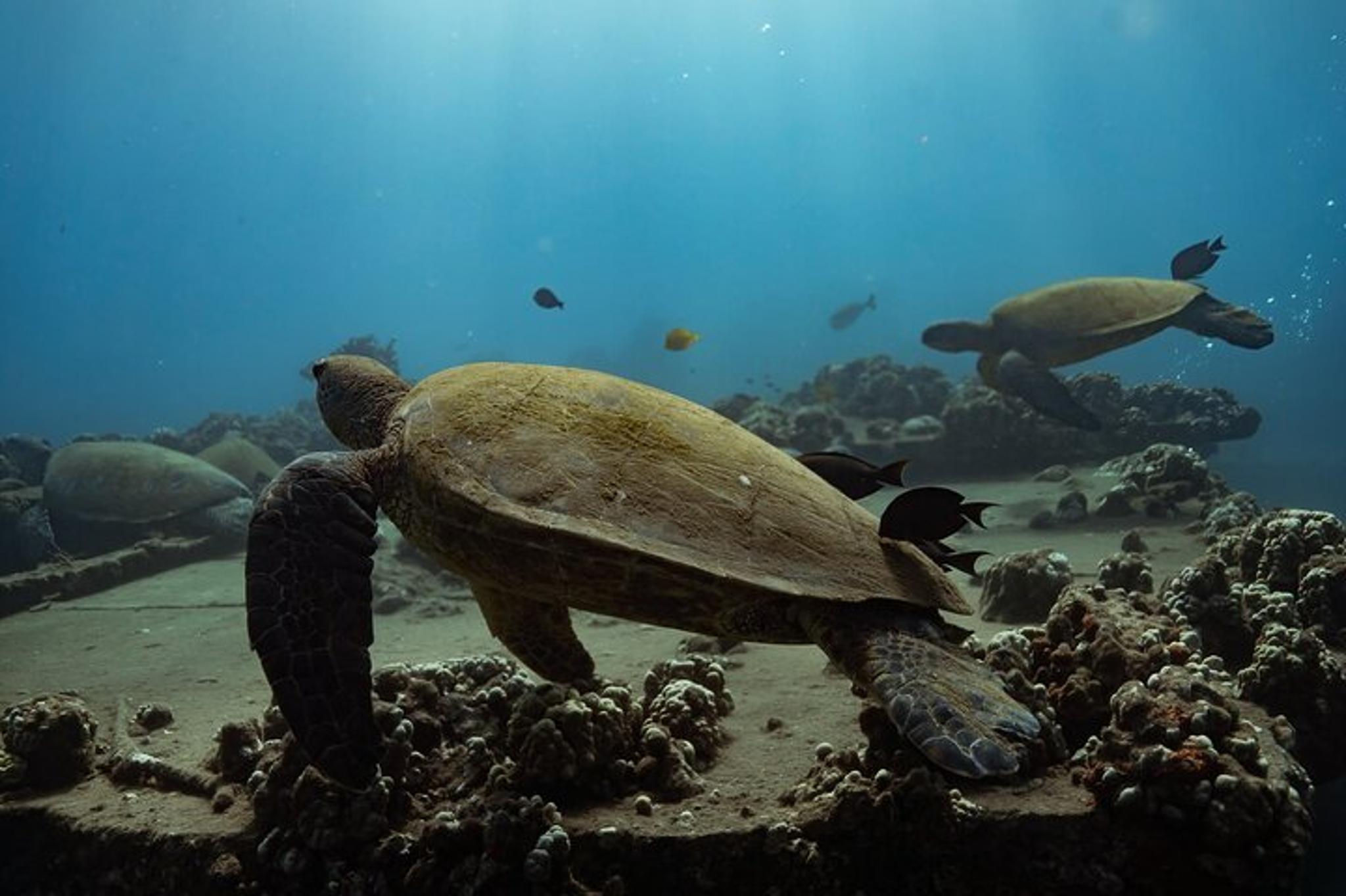 Wailea Snorkeling Experience for First Timers - Image 3