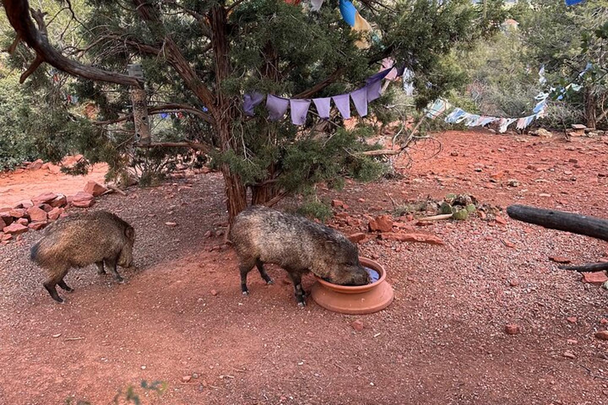 Sedona Private SUV Tour with Local Guide - Image 6