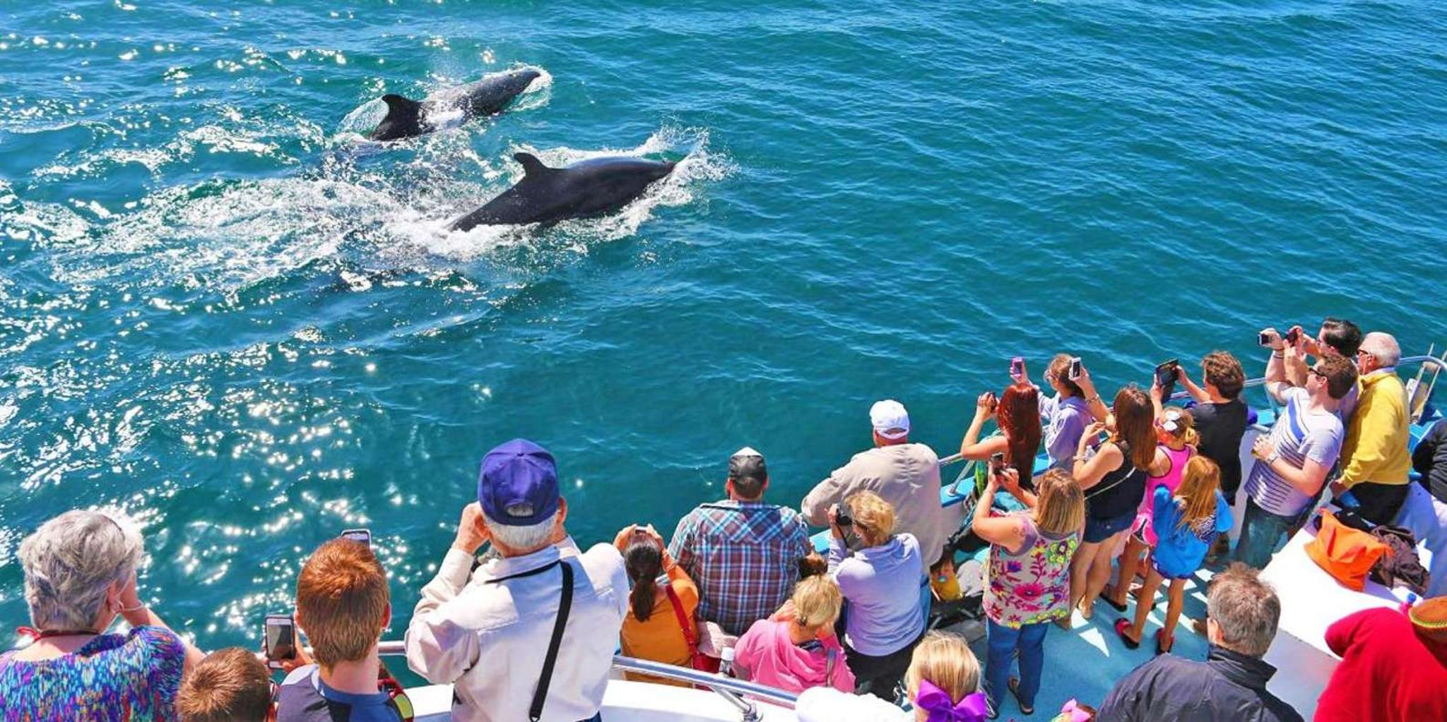 Newport Beach Whale and Dolphin-Watching Cruise - Image 5