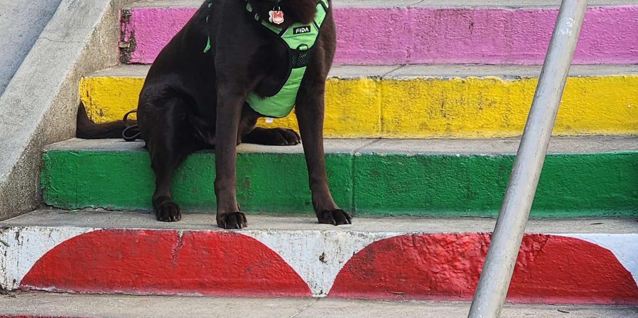 Los Angeles Secret Painted Stairs Walking Tour - Image 2