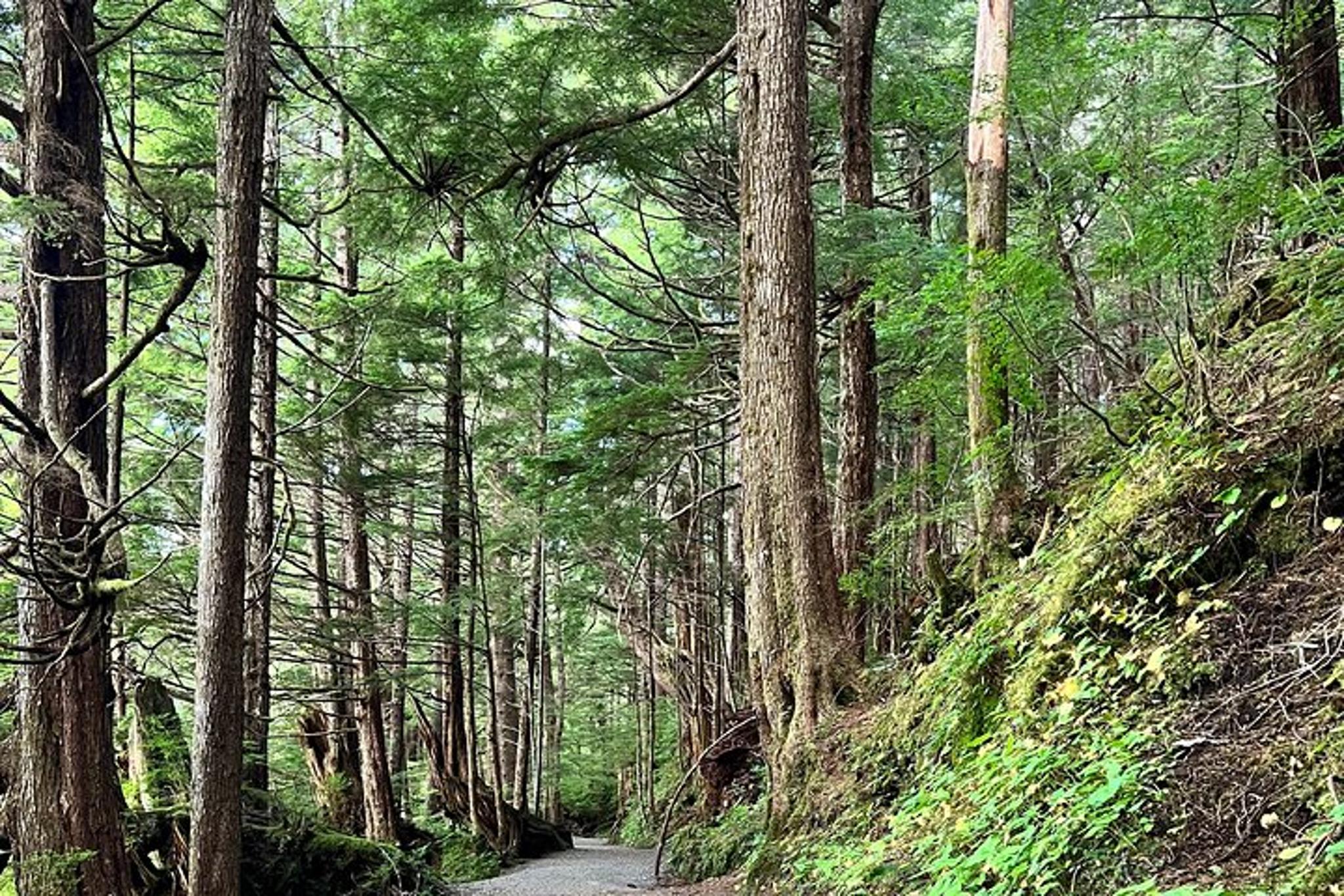 Ketchikan Nature Walk on Ward Creek Trail