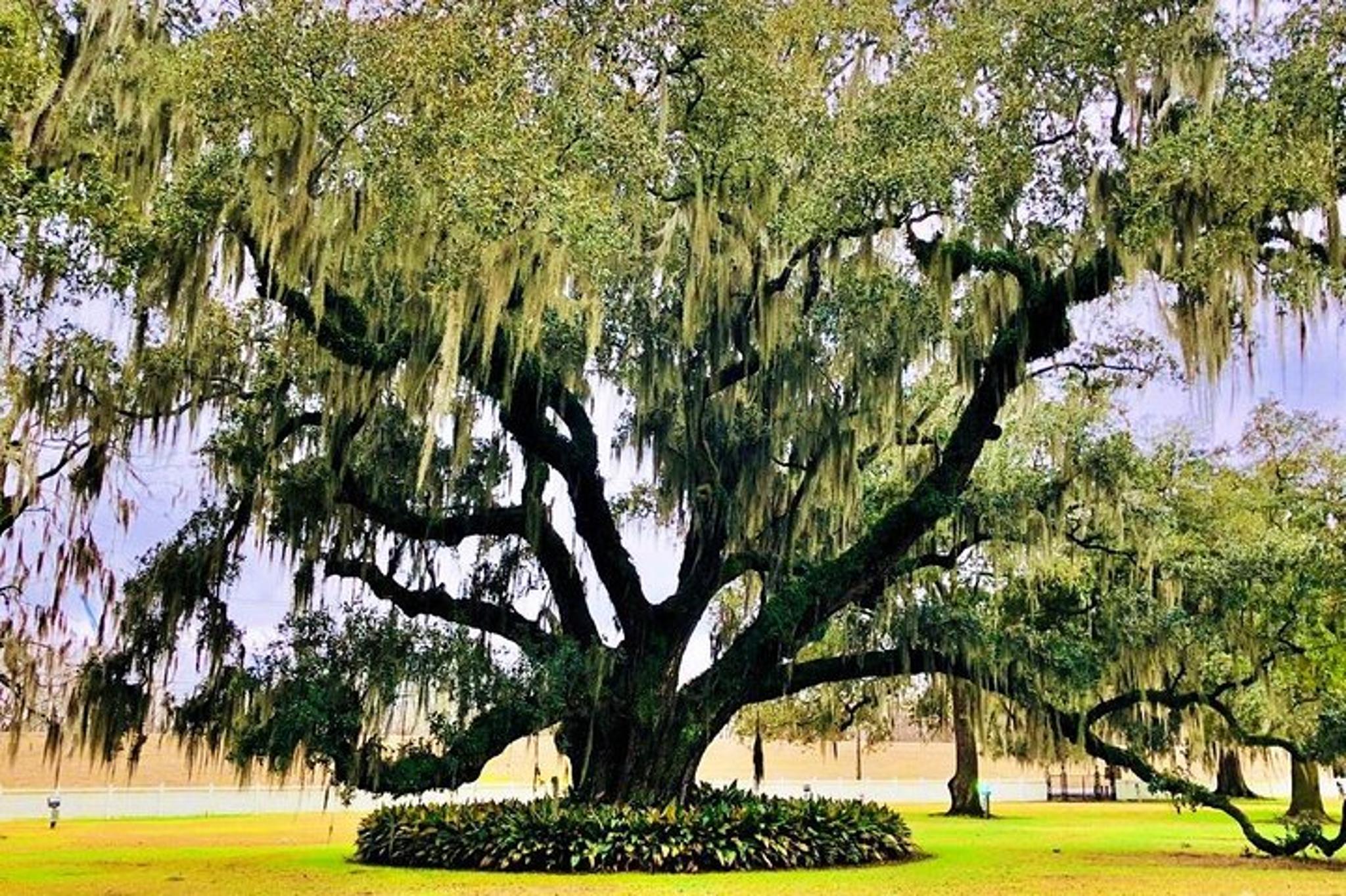 New Orleans City and Destrehan Plantation Tour - Image 6