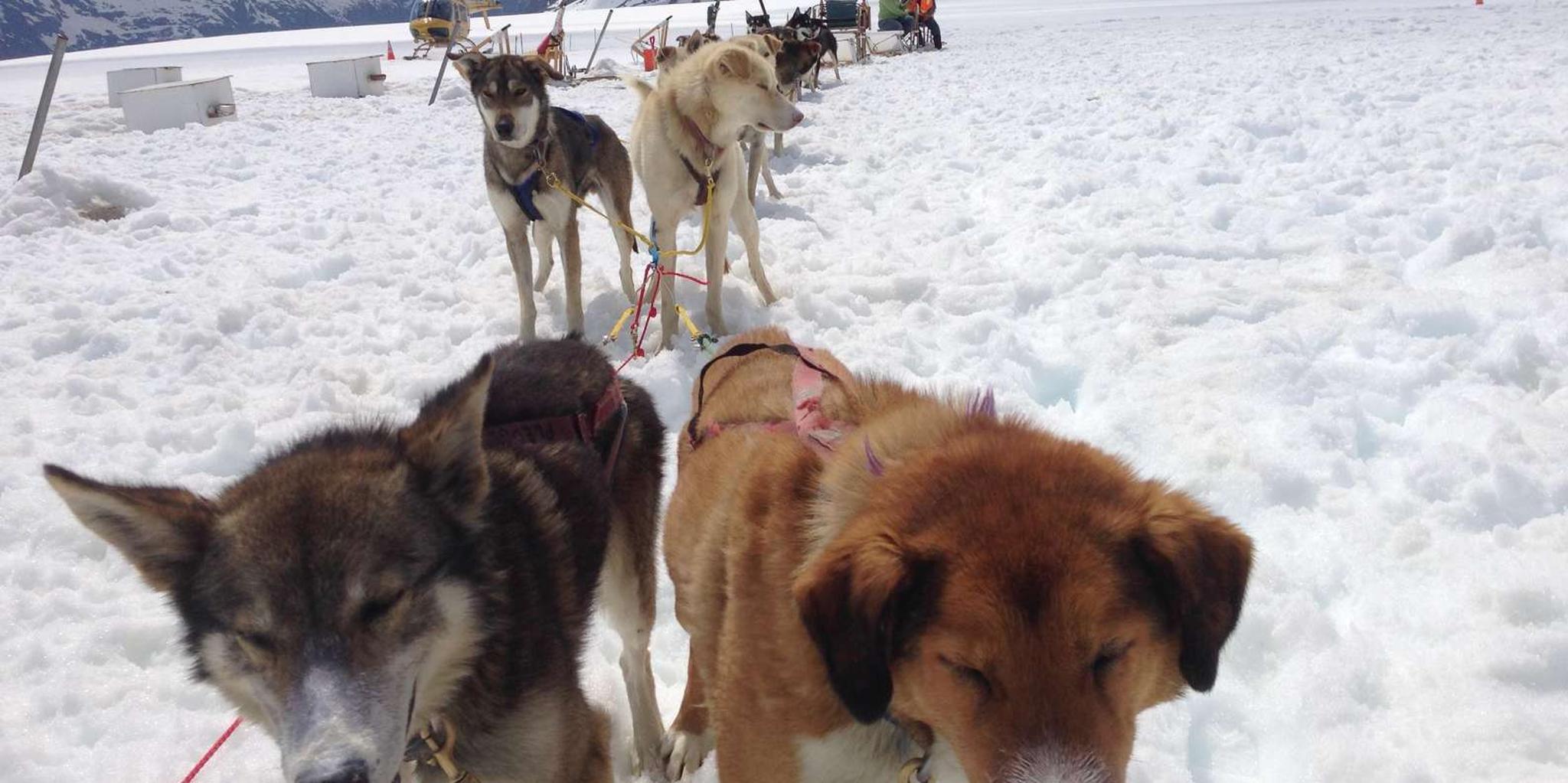Juneau Helicopter Dogsledding on Herbert Glacier - Image 5