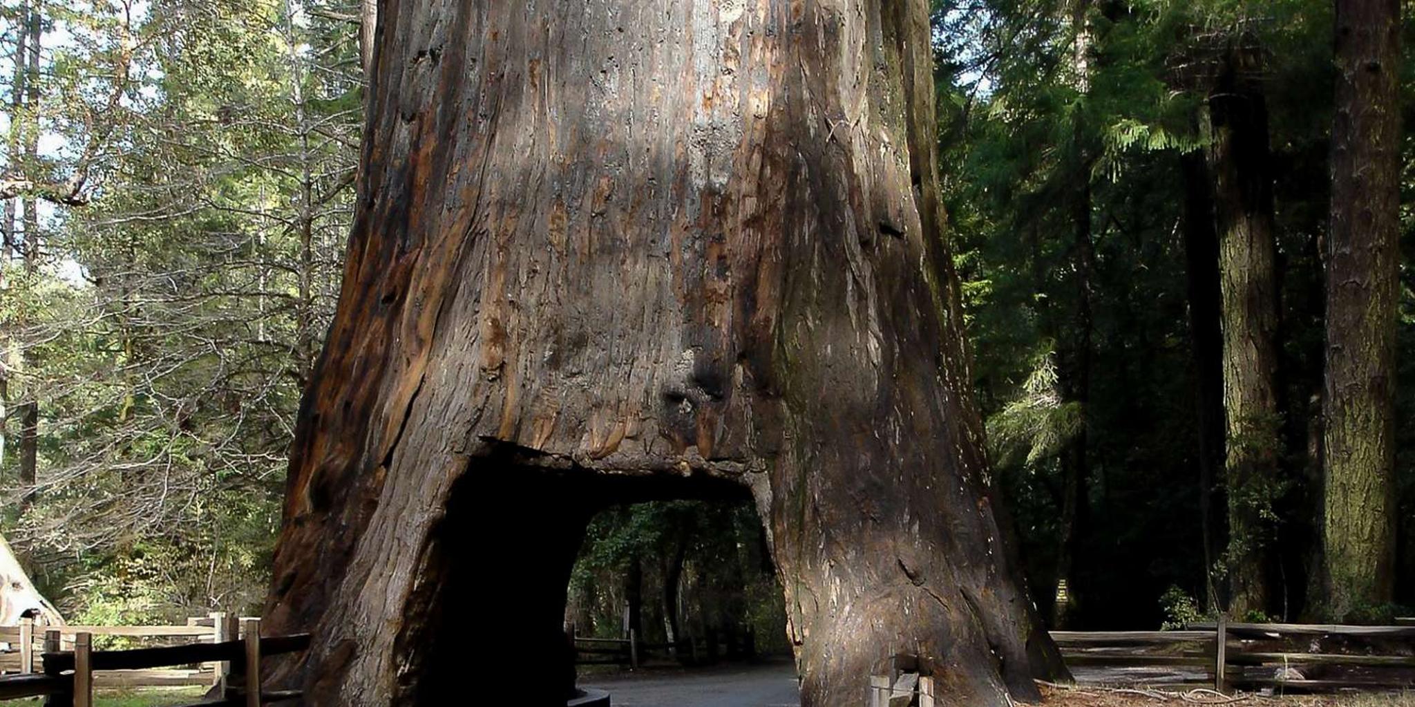San Francisco Yosemite Private Full-Day Tour - Image 3