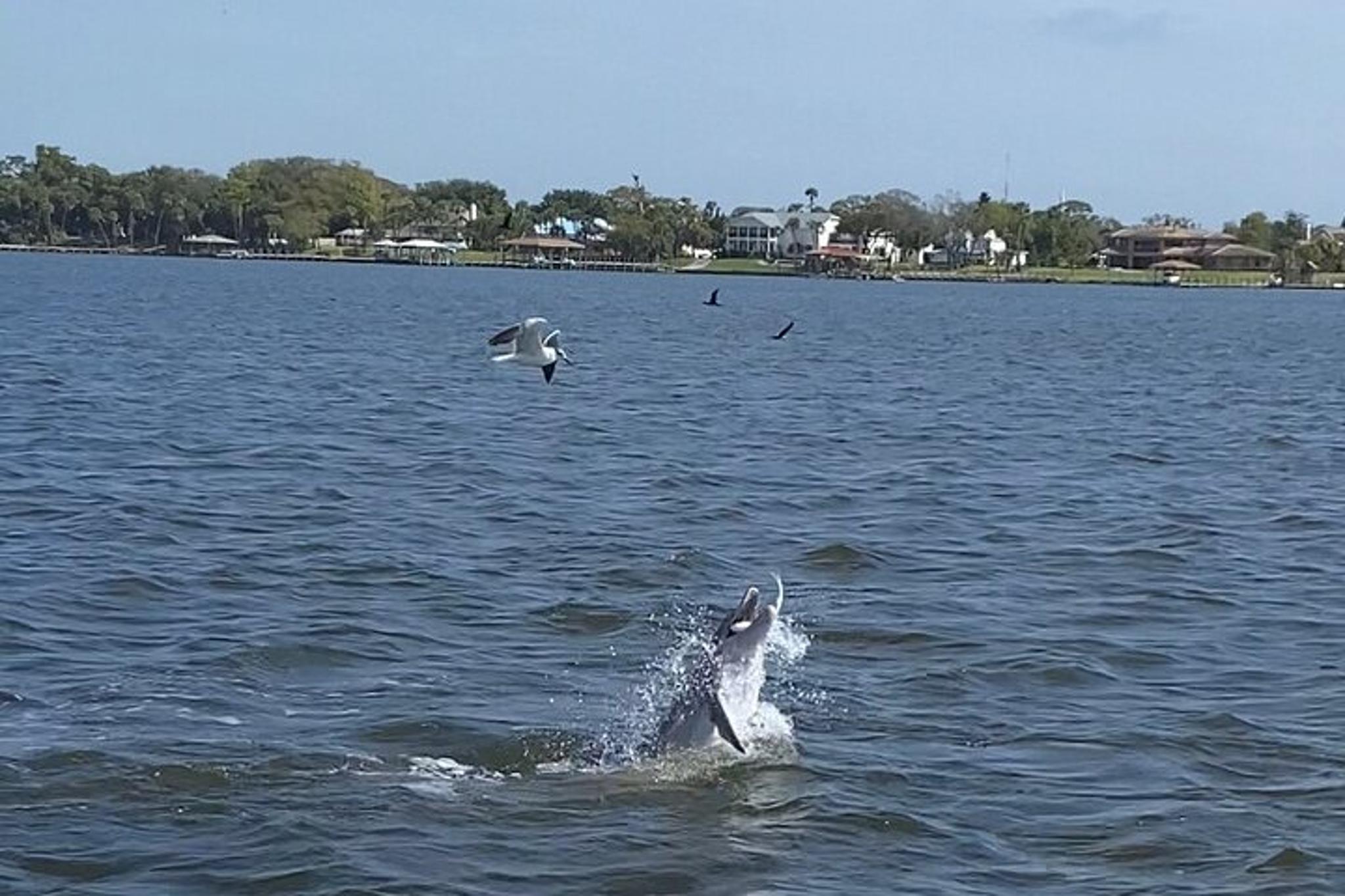 Cocoa Village Dolphin and Manatee Pontoon Tour - Image 4