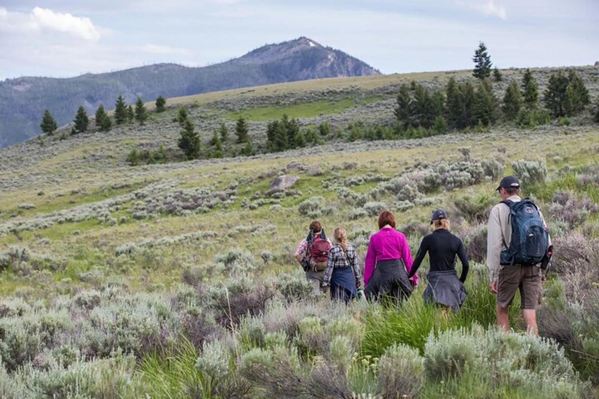 Yellowstone Beaver Ponds Naturalist Hike