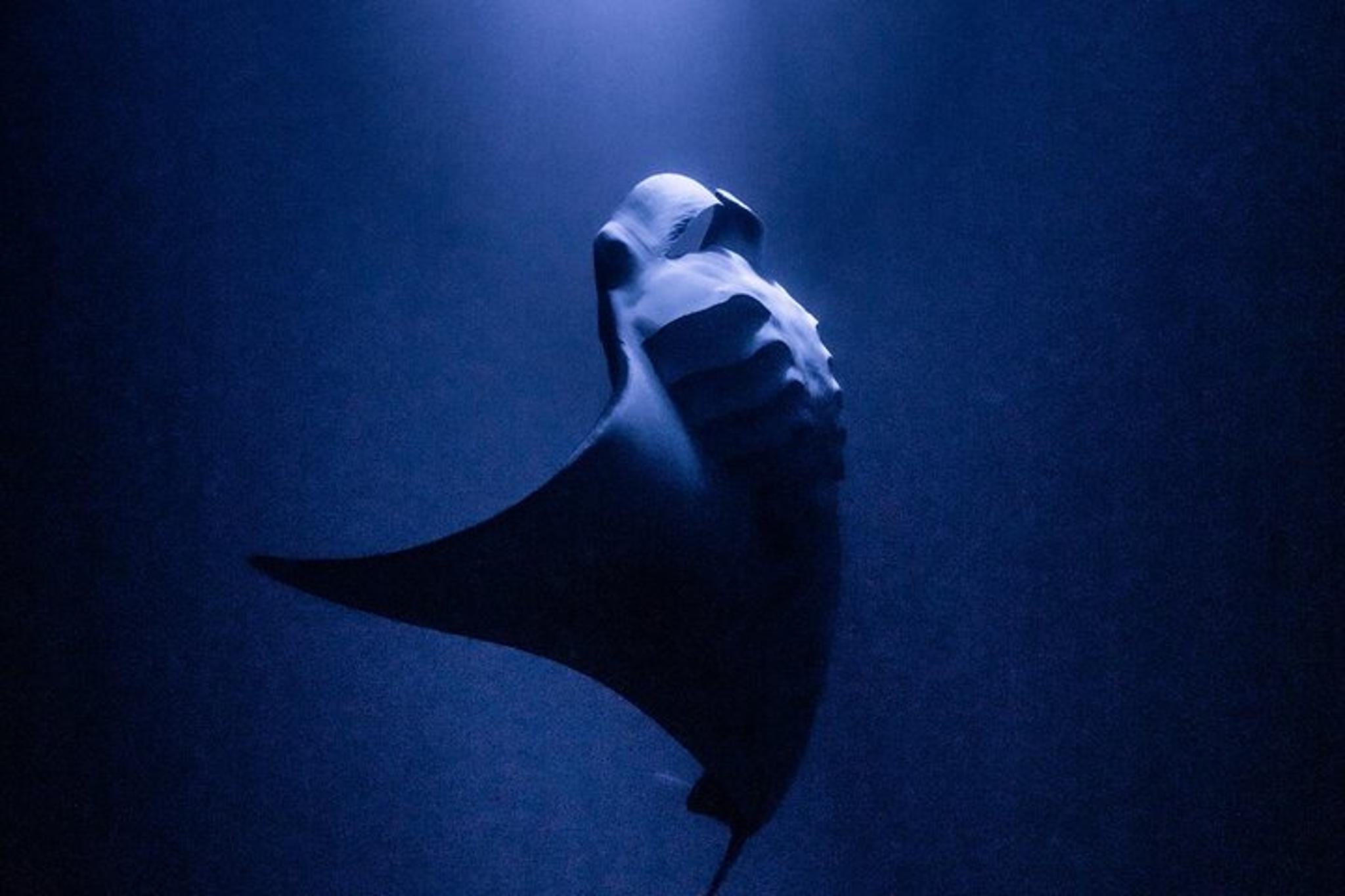 Hawaii Manta Night Dive and Snorkel 3 hr