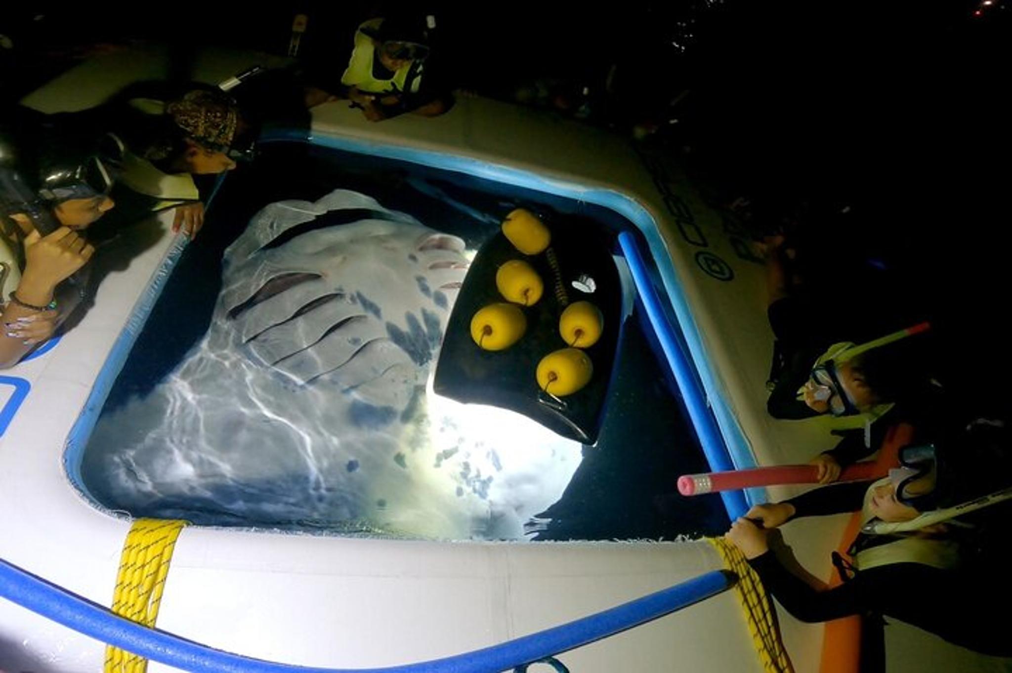 Hawaii Manta Ray Snorkel Experience 2 hr - Image 3