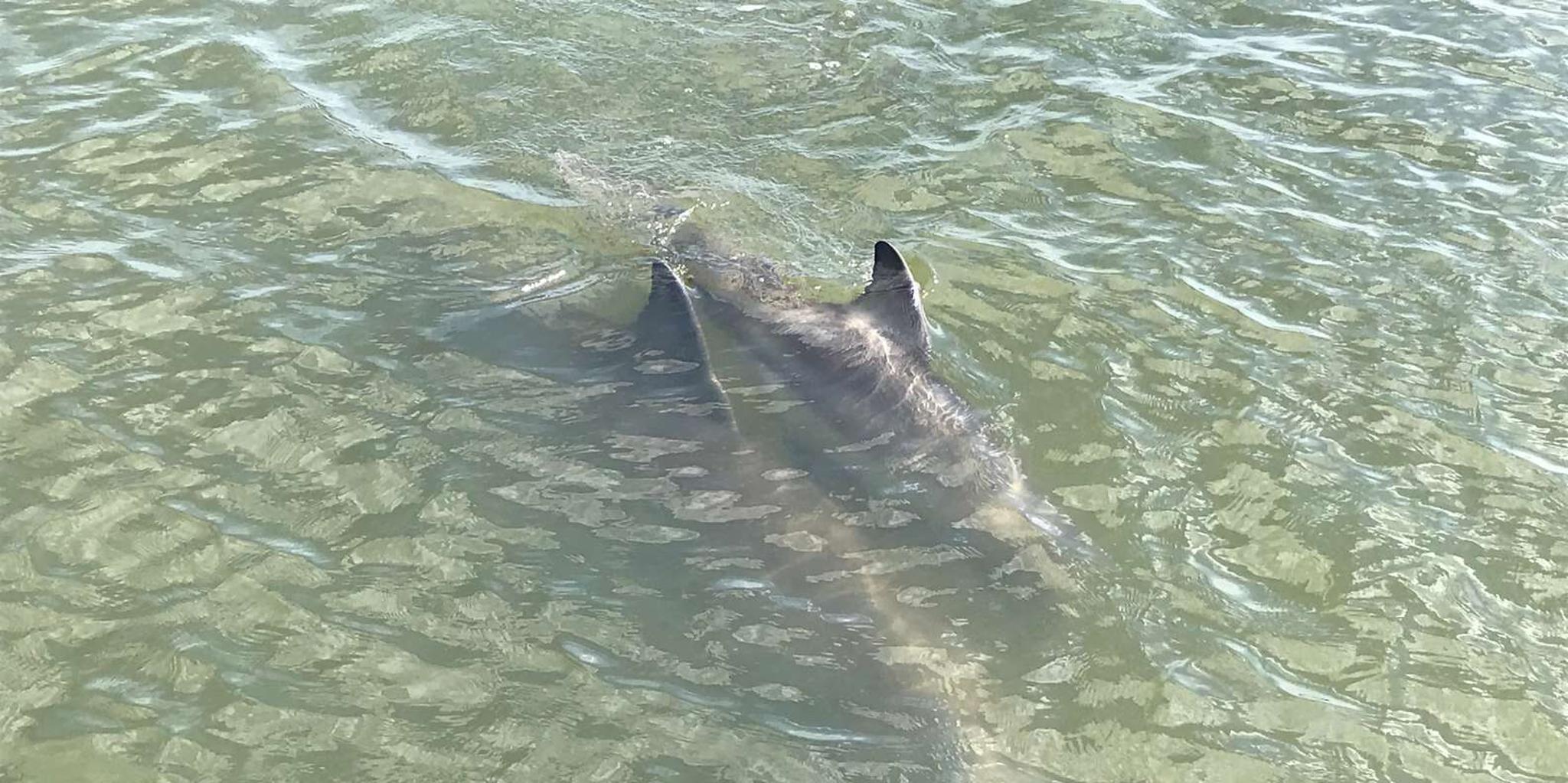 Hilton Head Island Dolphin & Nature Tour 90 Min - Image 6