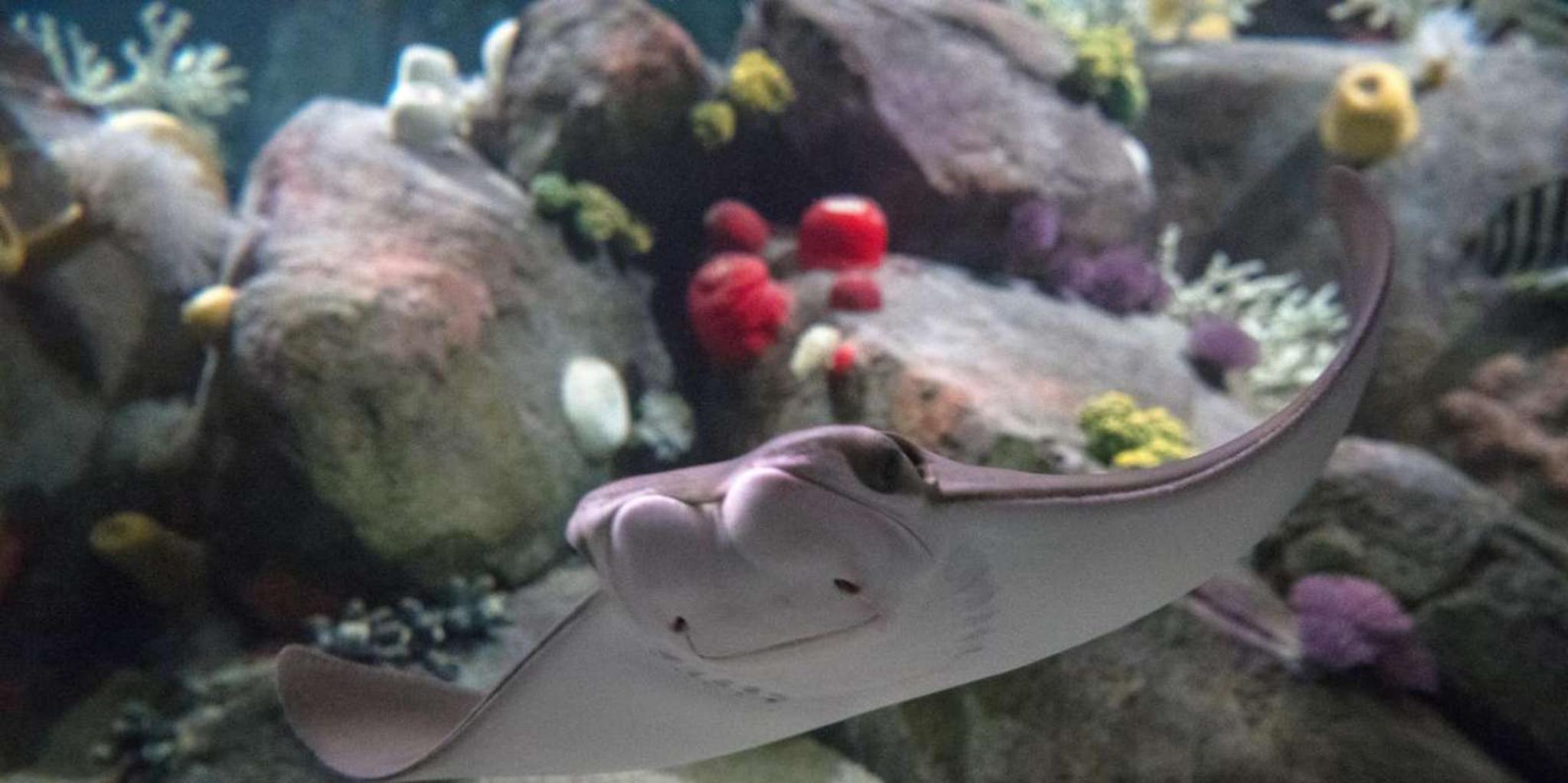 New York Aquarium Entry Ticket - Image 3