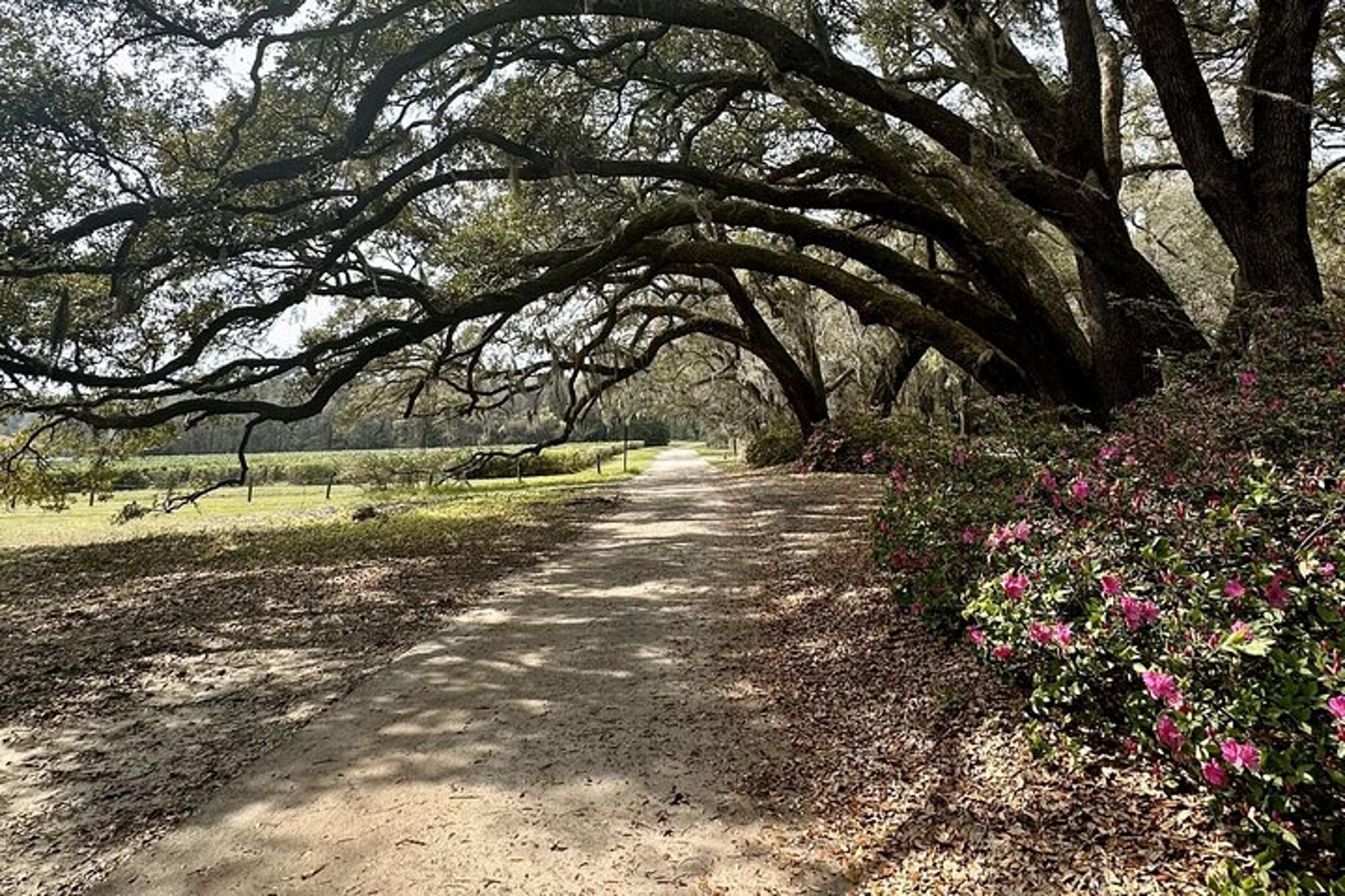 Charleston Tea Plantation and Winery Tour - Image 4
