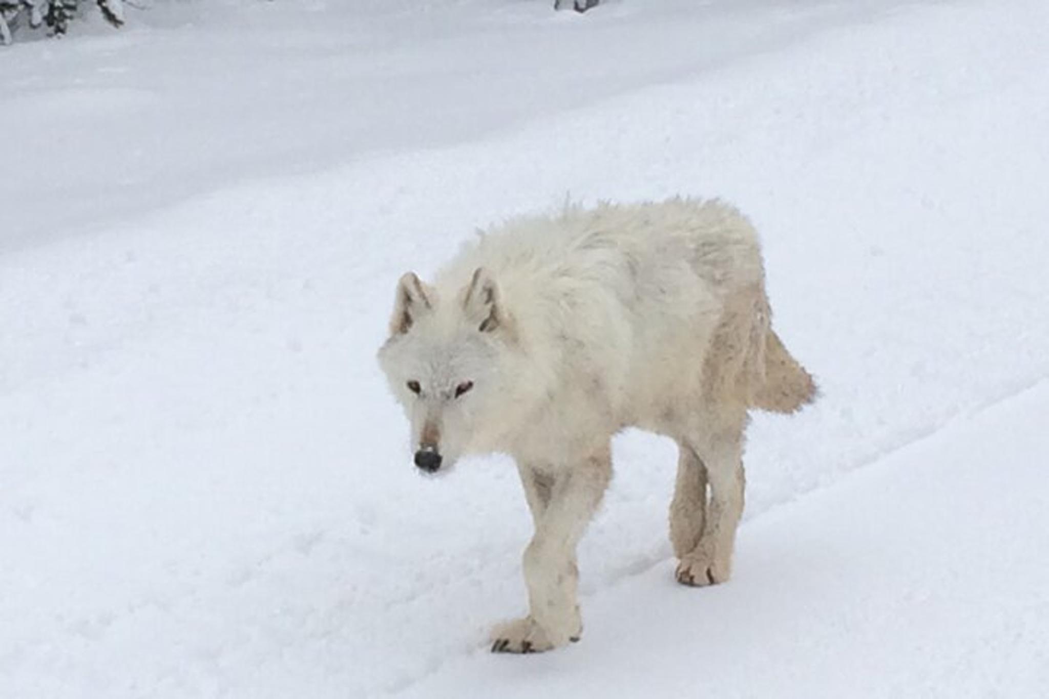 Gardiner Wildlife & Wolf Private Tour with Lunch - Image 2