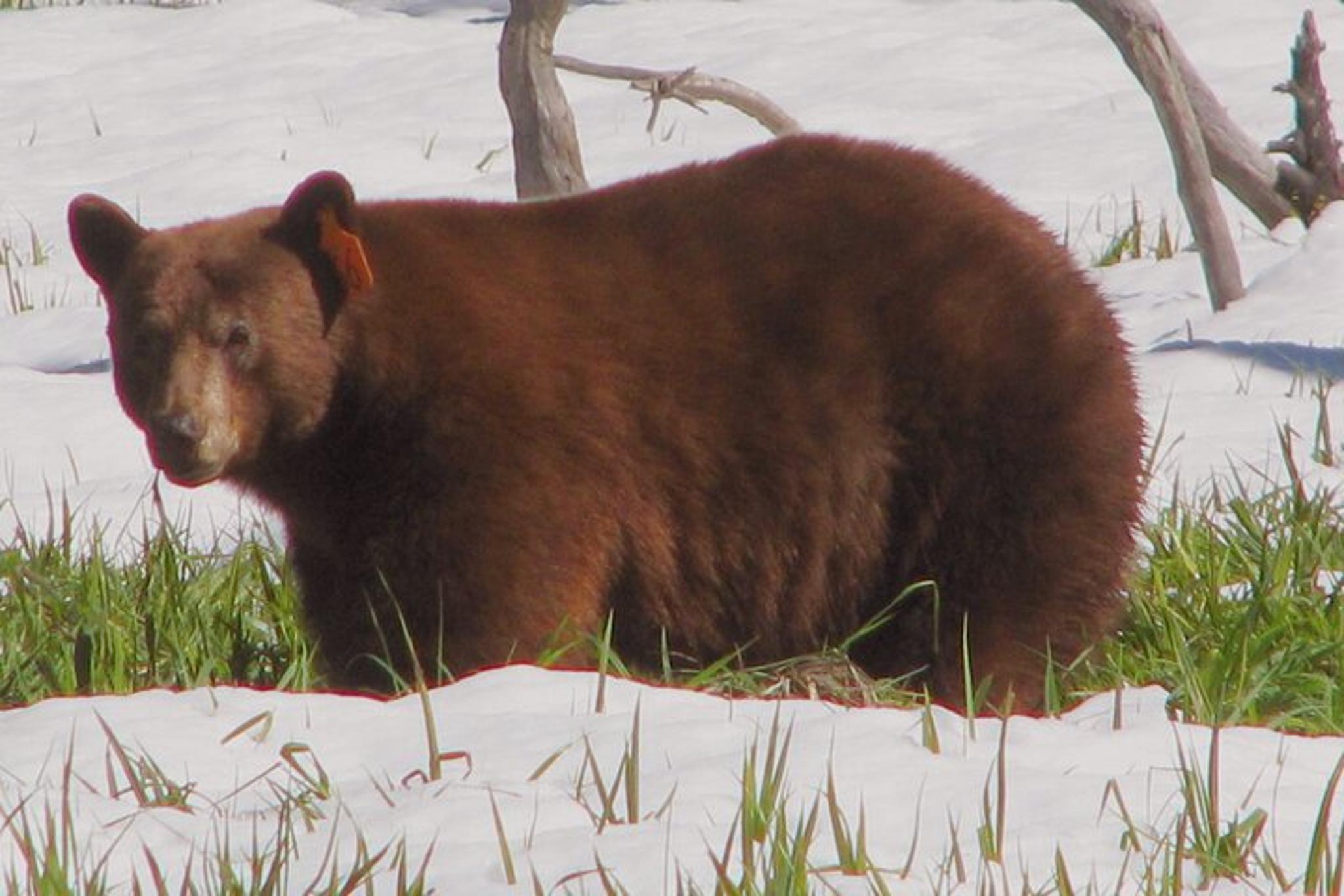 San Francisco Yosemite National Park Private Tour - Image 5