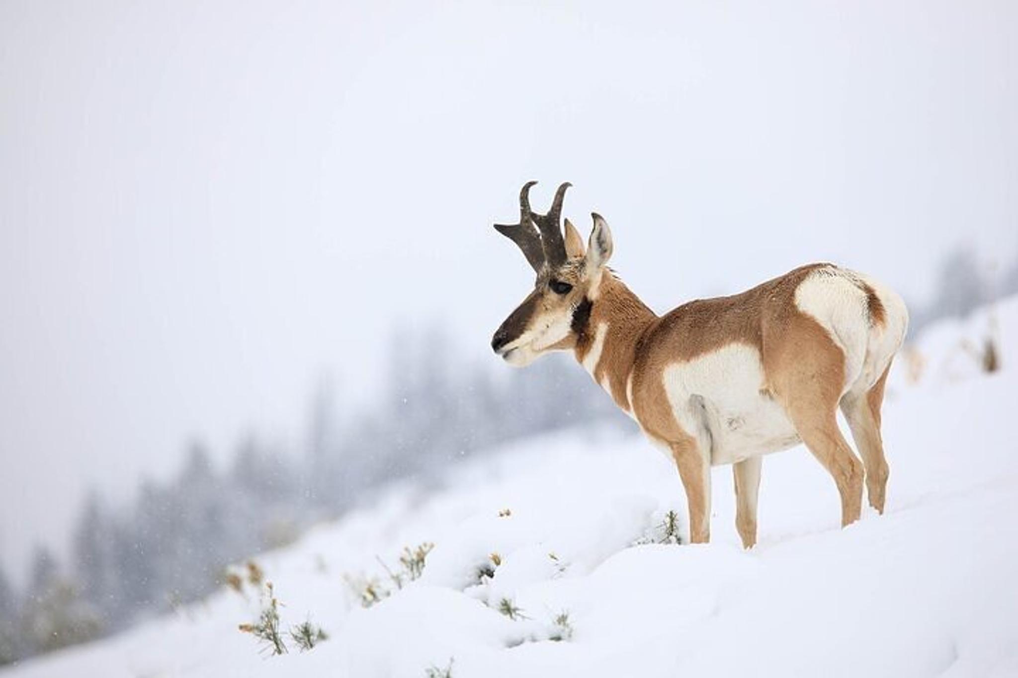 Gardiner Yellowstone Winter Wildlife Safari - Image 2