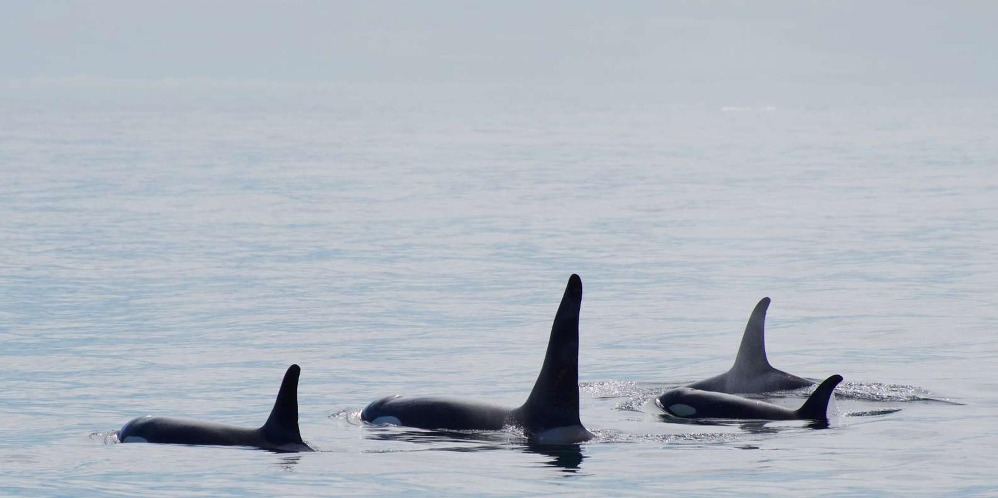 Seward Orca Quest Cruise in Resurrection Bay 4 hr - Image 5