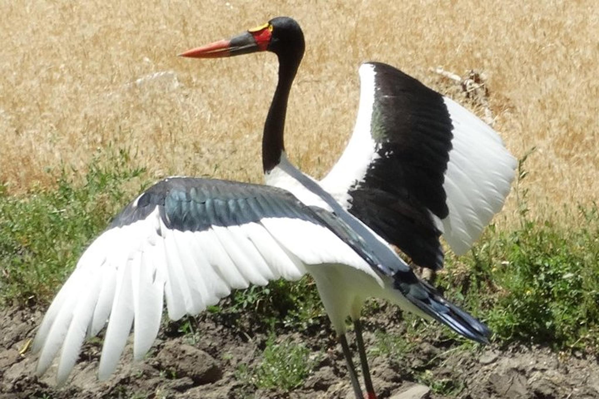 San Francisco Safari and Redwood Adventure - Image 6