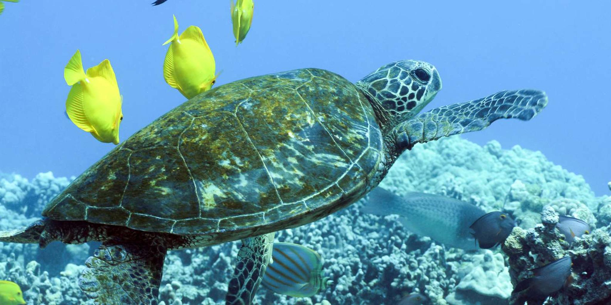 Kona Catamaran Snorkel and Sail Adventure - Image 6