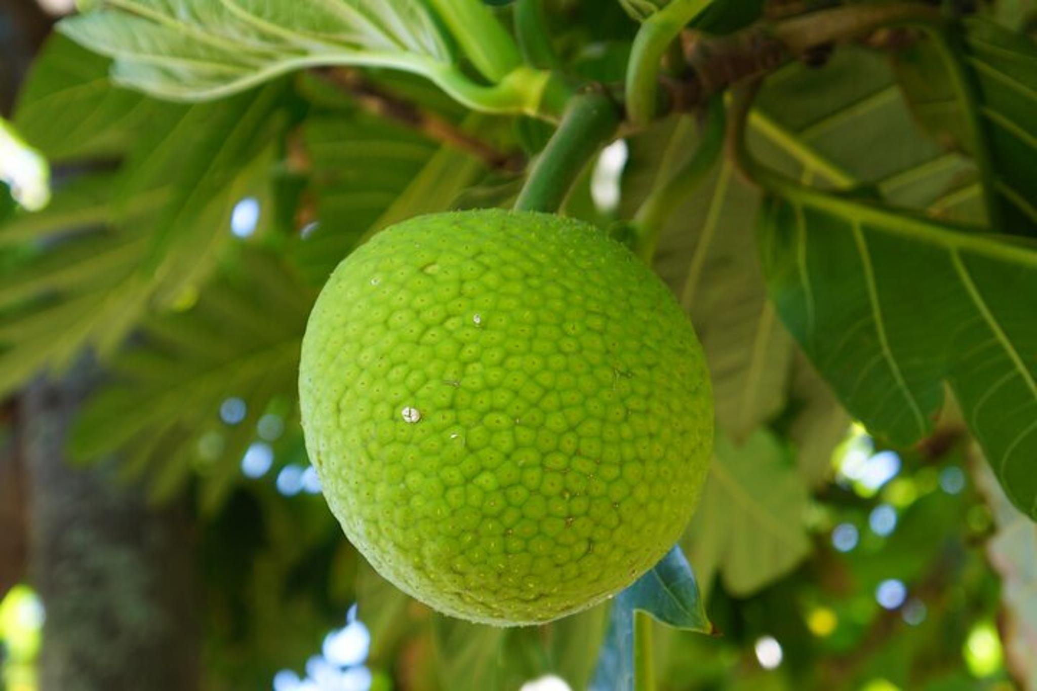 Maui Botanical Garden Experience