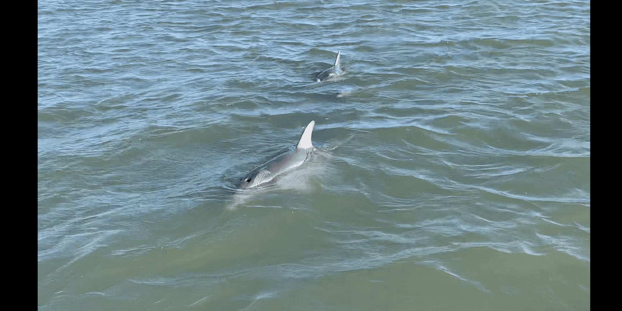 Charleston Sunset & Dolphin Cruise - Image 4