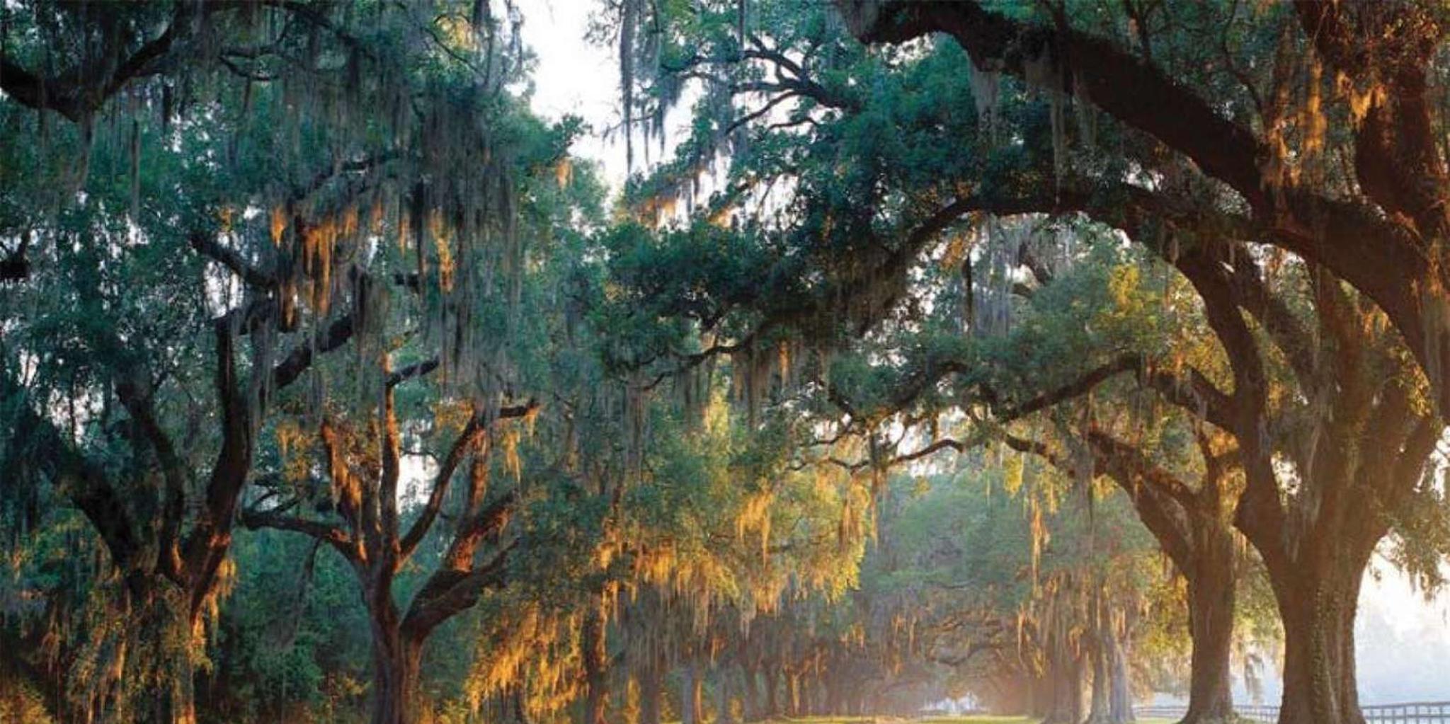 Charleston Day Trip with Boone Hall & Harbor Cruise - Image 3
