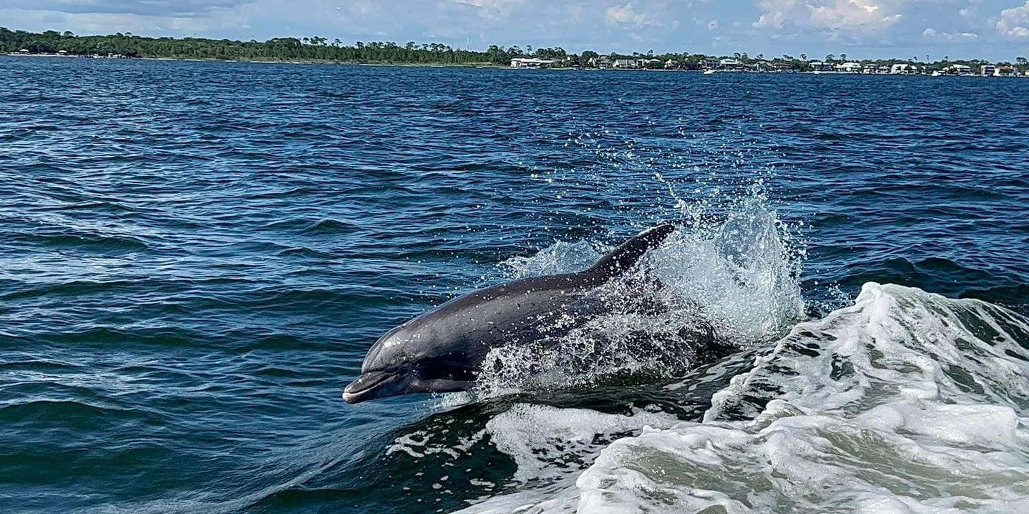 Pensacola Beach Dolphin Tour with Secluded Snorkel Stop - Image 6